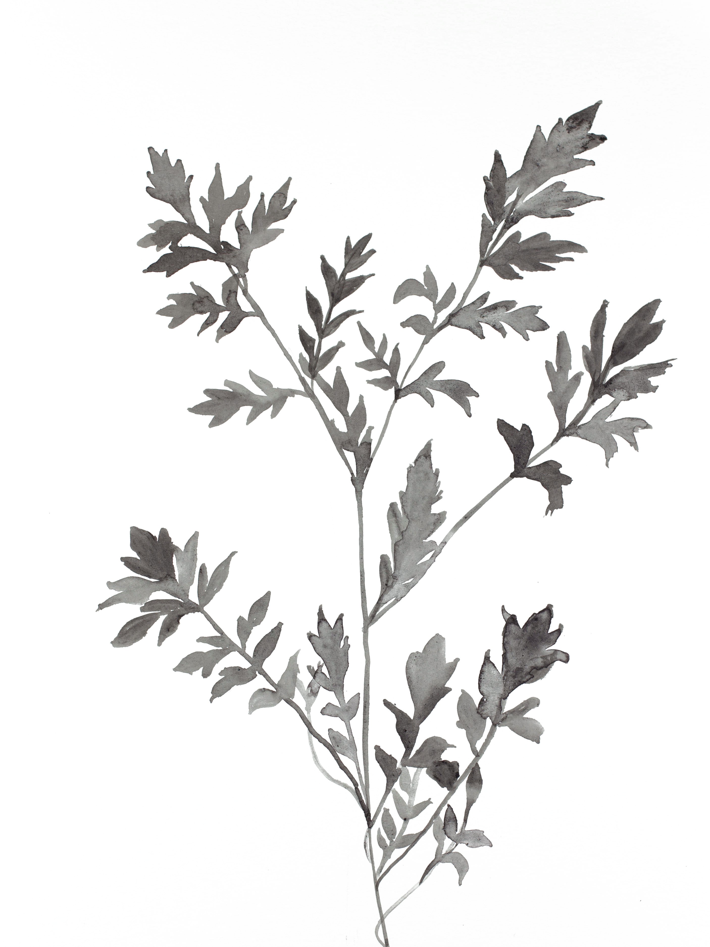 Elizabeth Becker, Plant Study No. 79 Elizabeth Becker, Plant Study No. 79