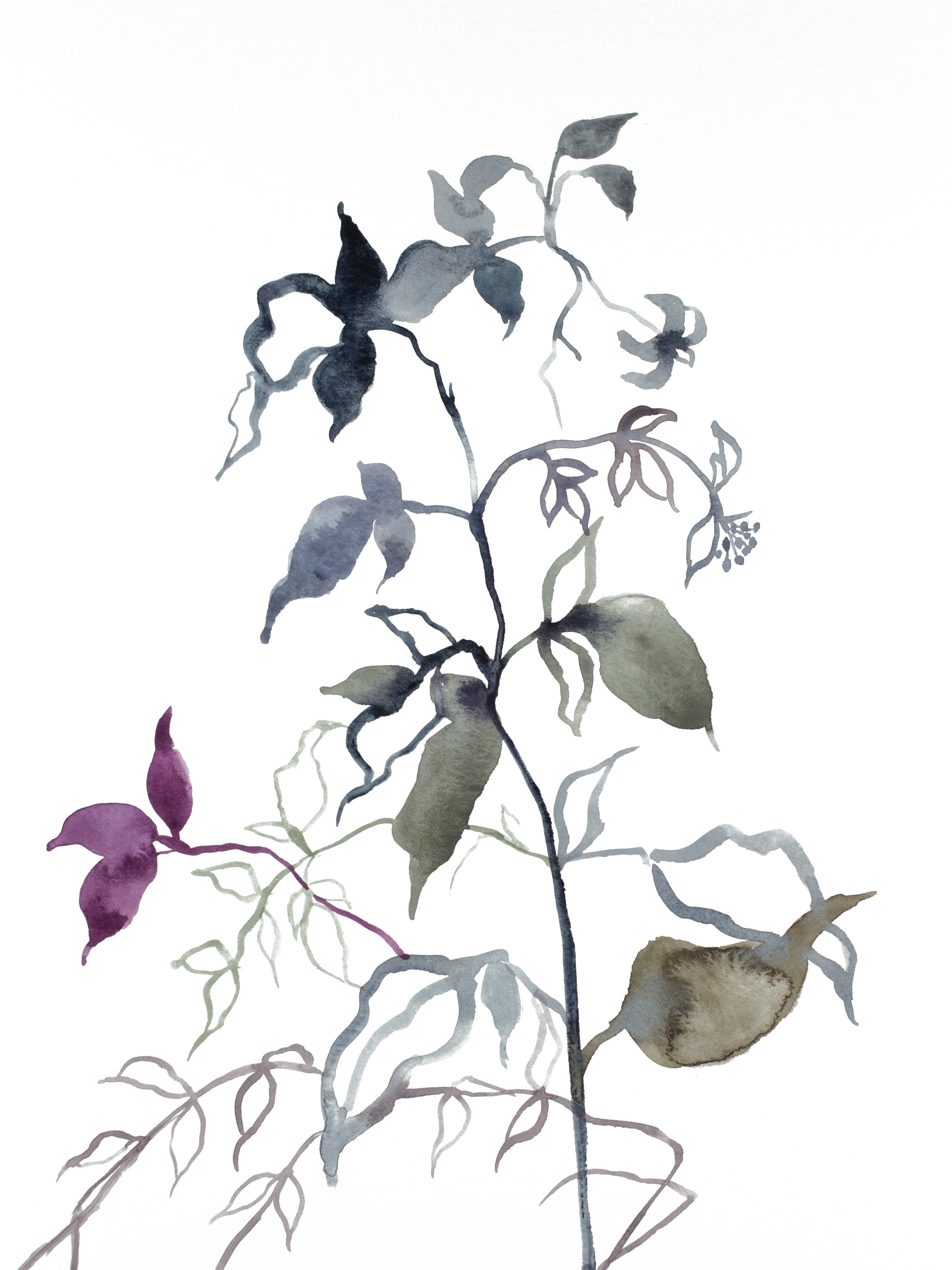 Elizabeth Becker, Plant Study No. 80 Elizabeth Becker, Plant Study No. 80