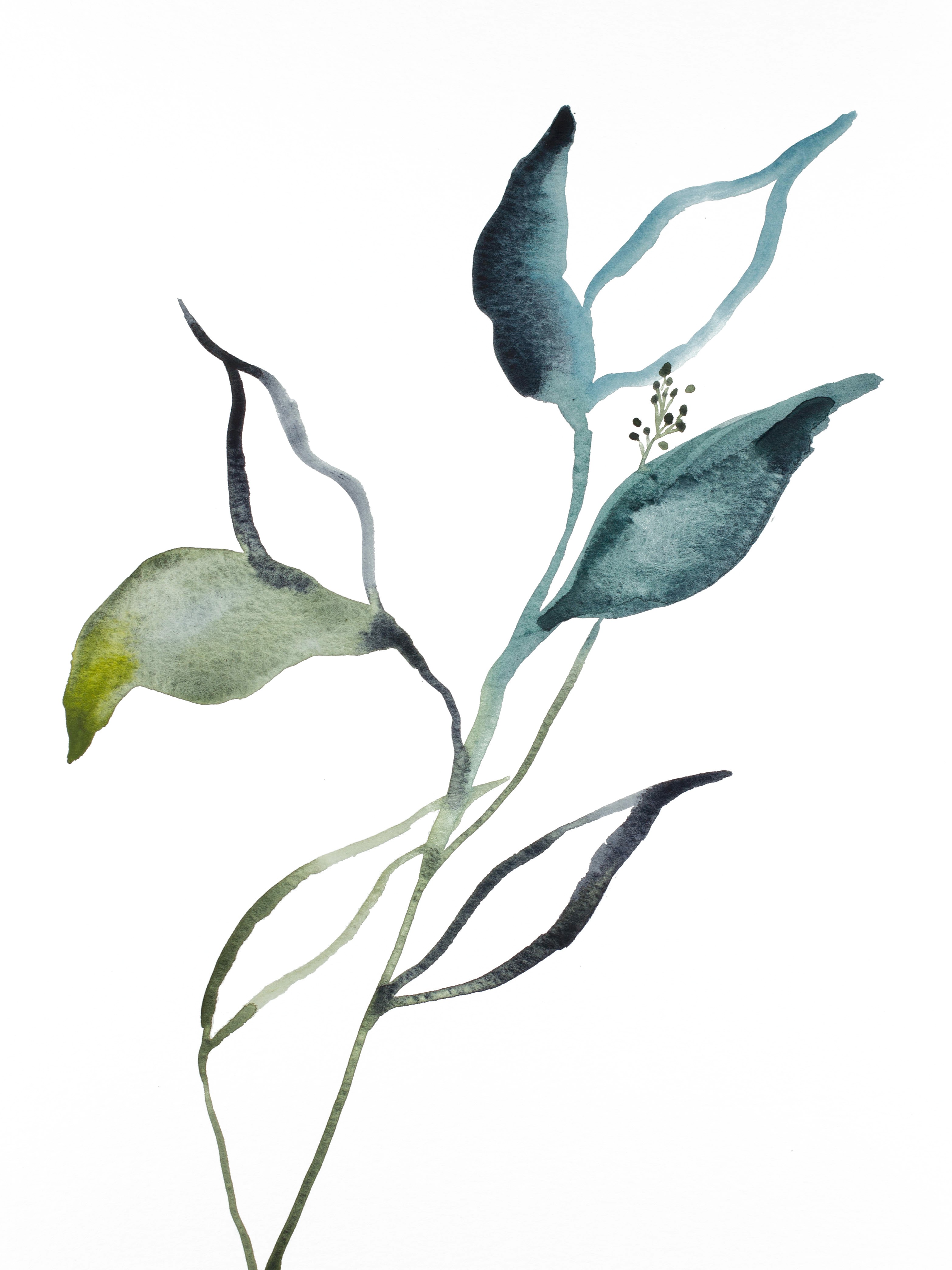 Elizabeth Becker, Plant Study No. 82 Elizabeth Becker, Plant Study No. 82