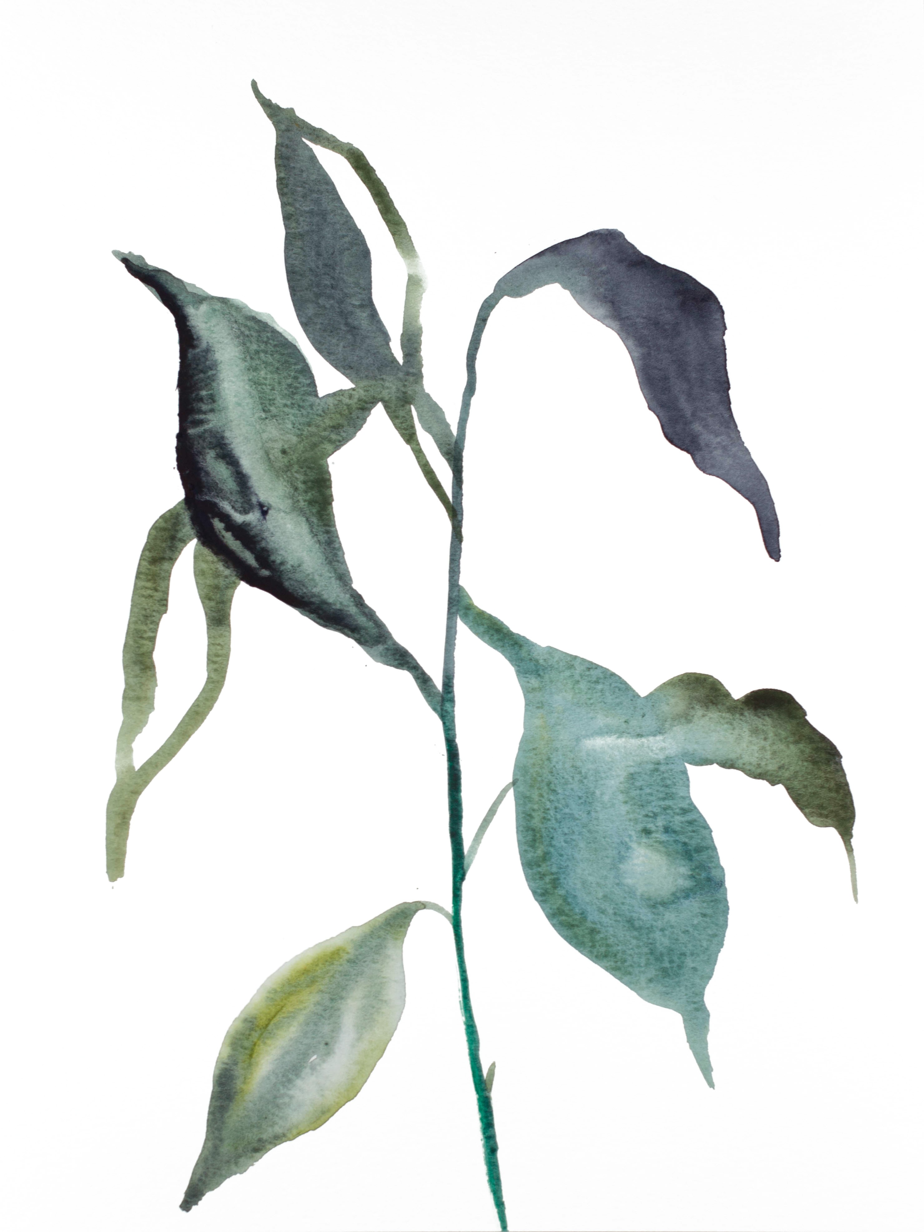 Elizabeth Becker, Plant Study No. 84 Elizabeth Becker, Plant Study No. 84
