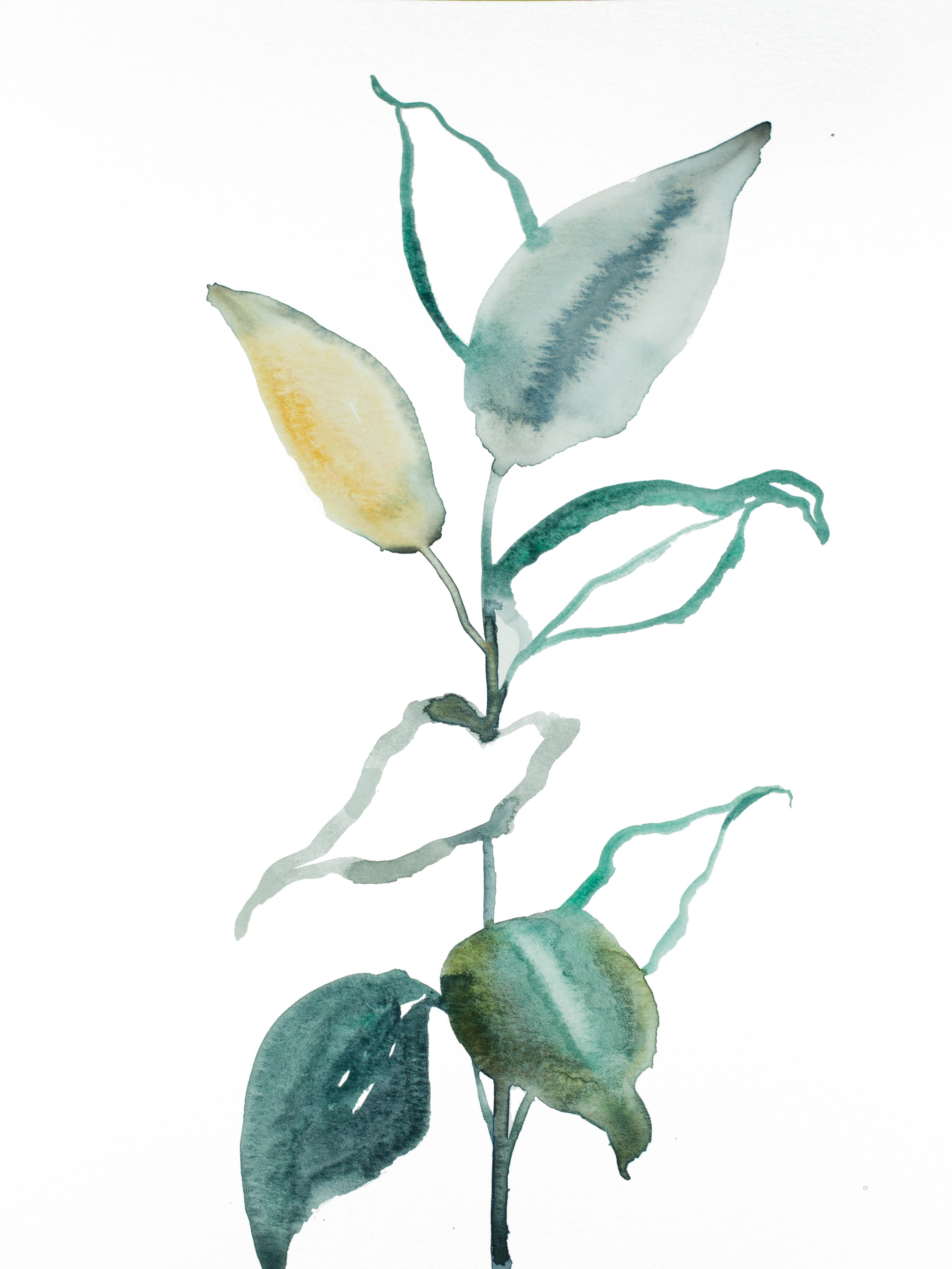 Elizabeth Becker, Plant Study No. 85 Elizabeth Becker, Plant Study No. 85