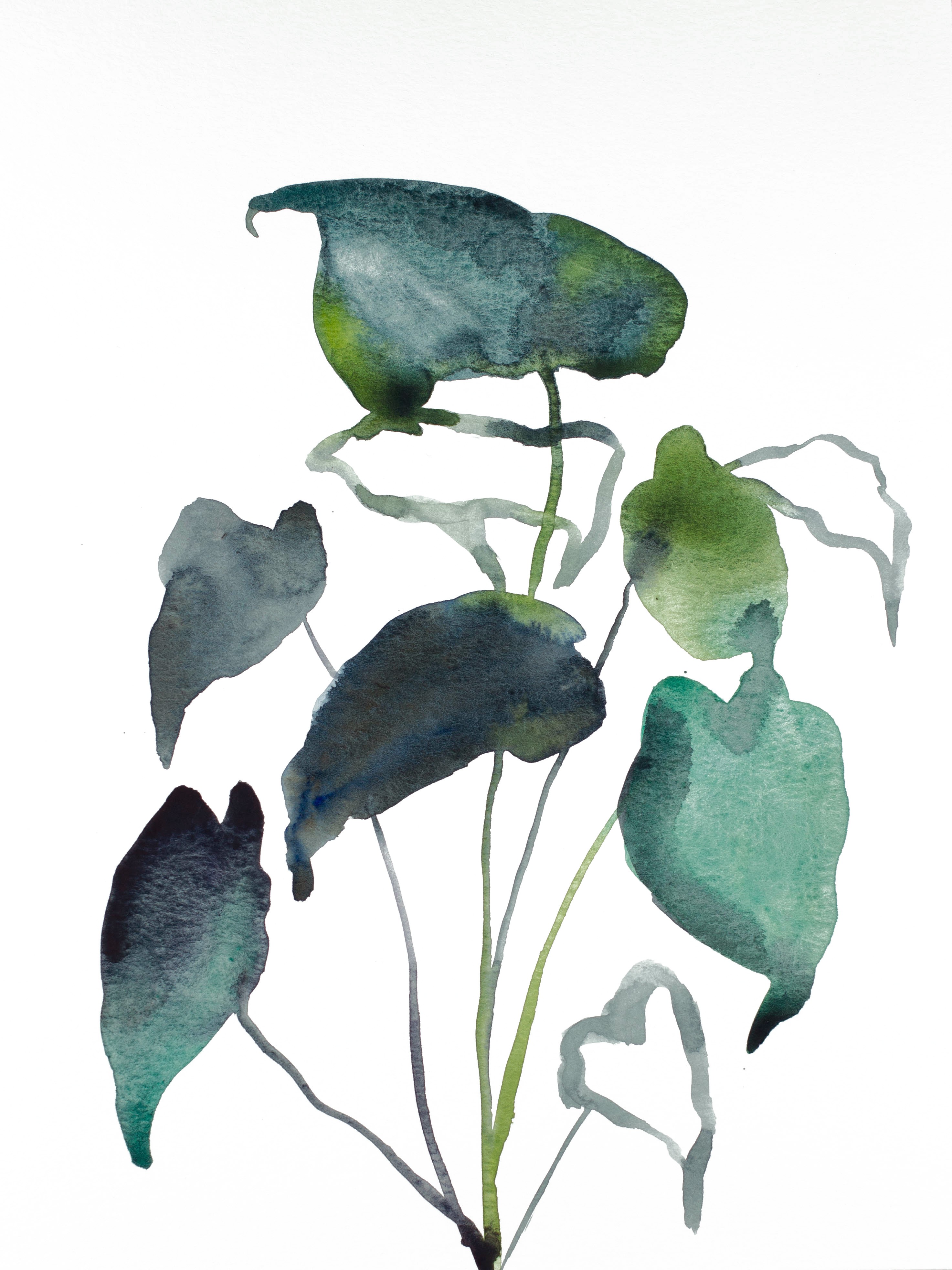 Elizabeth Becker, Plant Study No. 88 Elizabeth Becker, Plant Study No. 88