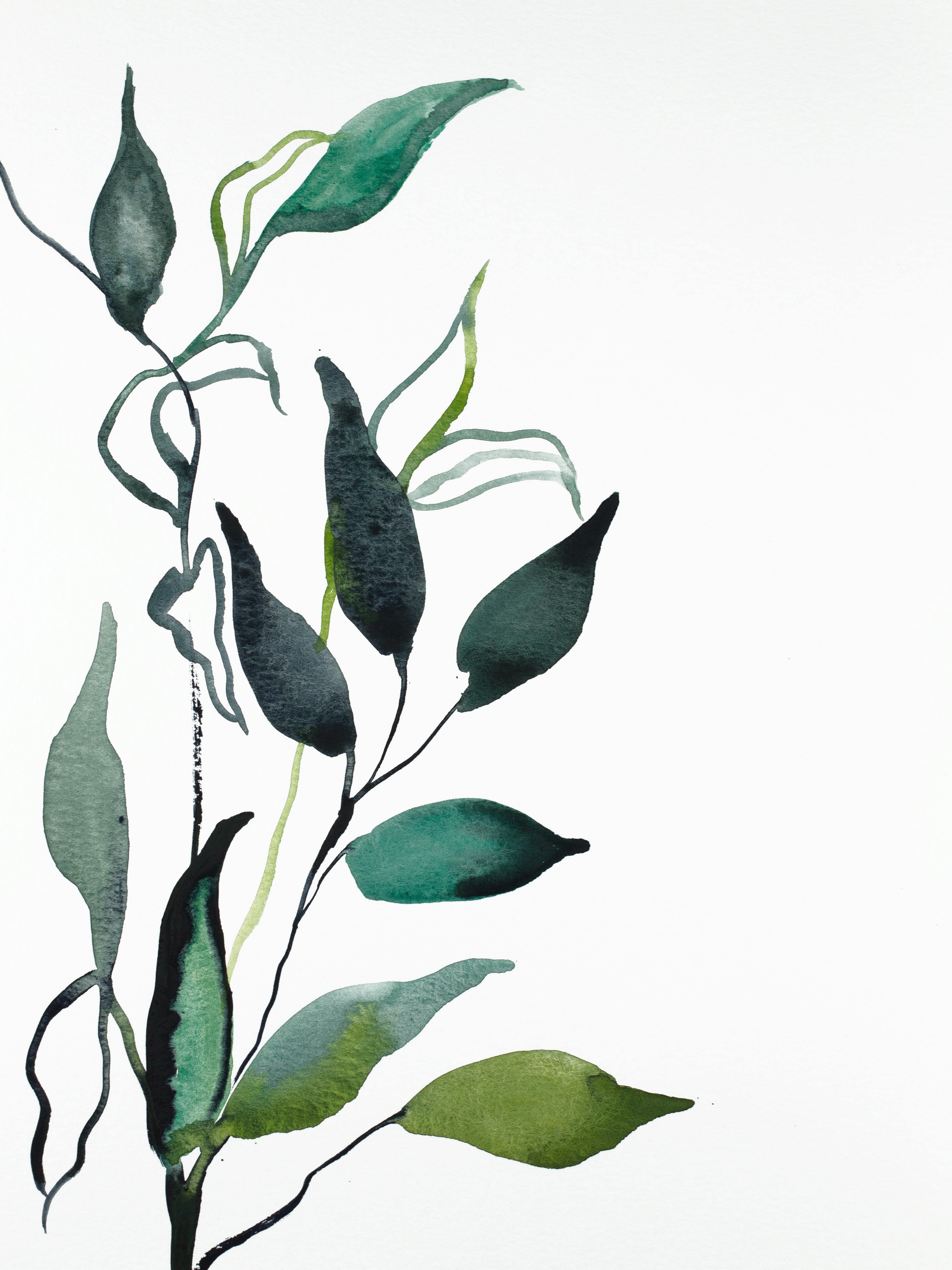Elizabeth Becker, Plant Study No. 91 Elizabeth Becker, Plant Study No. 91