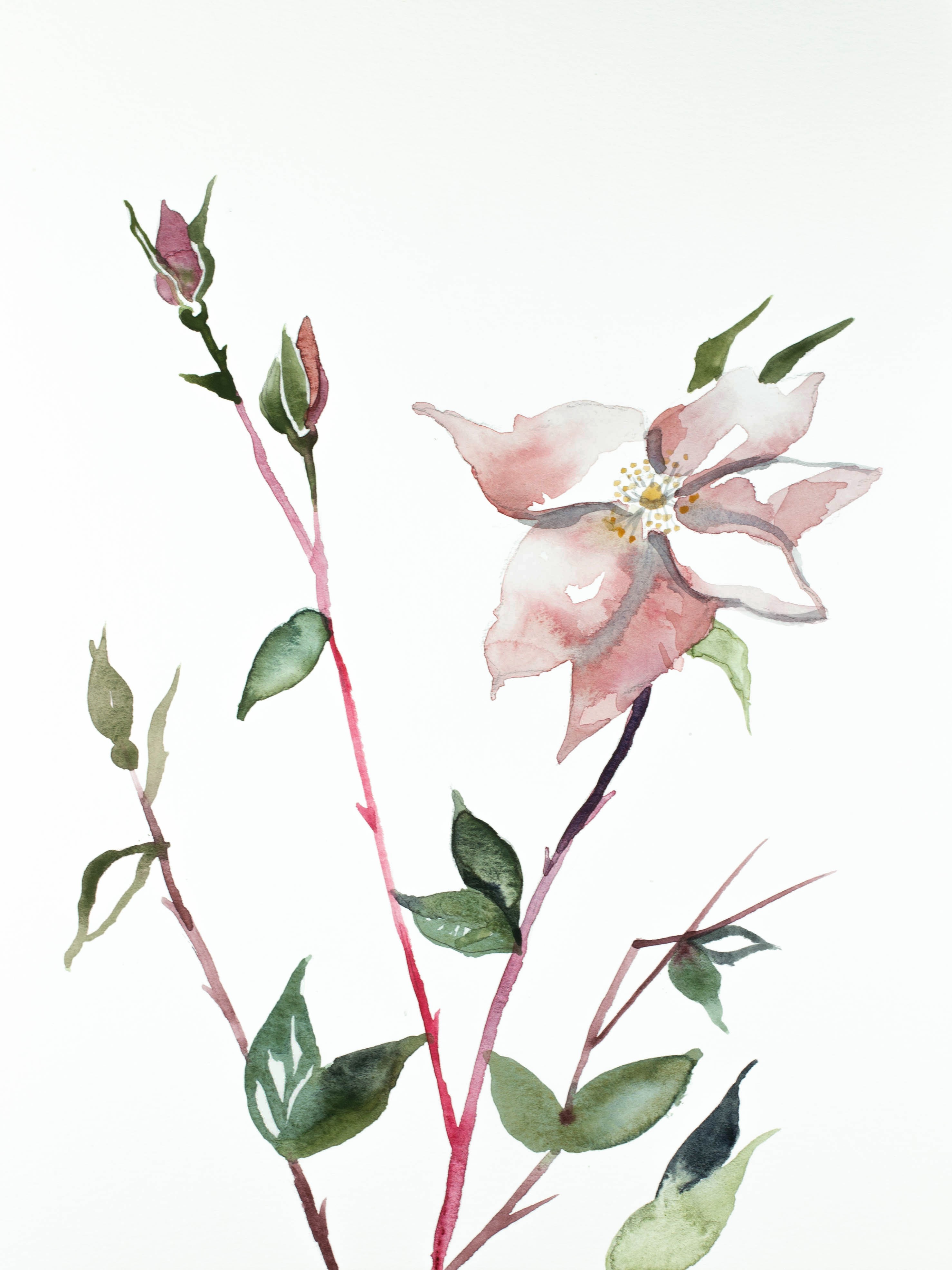 Elizabeth Becker, Wild Rose No. 6 Elizabeth Becker, Wild Rose No. 6
