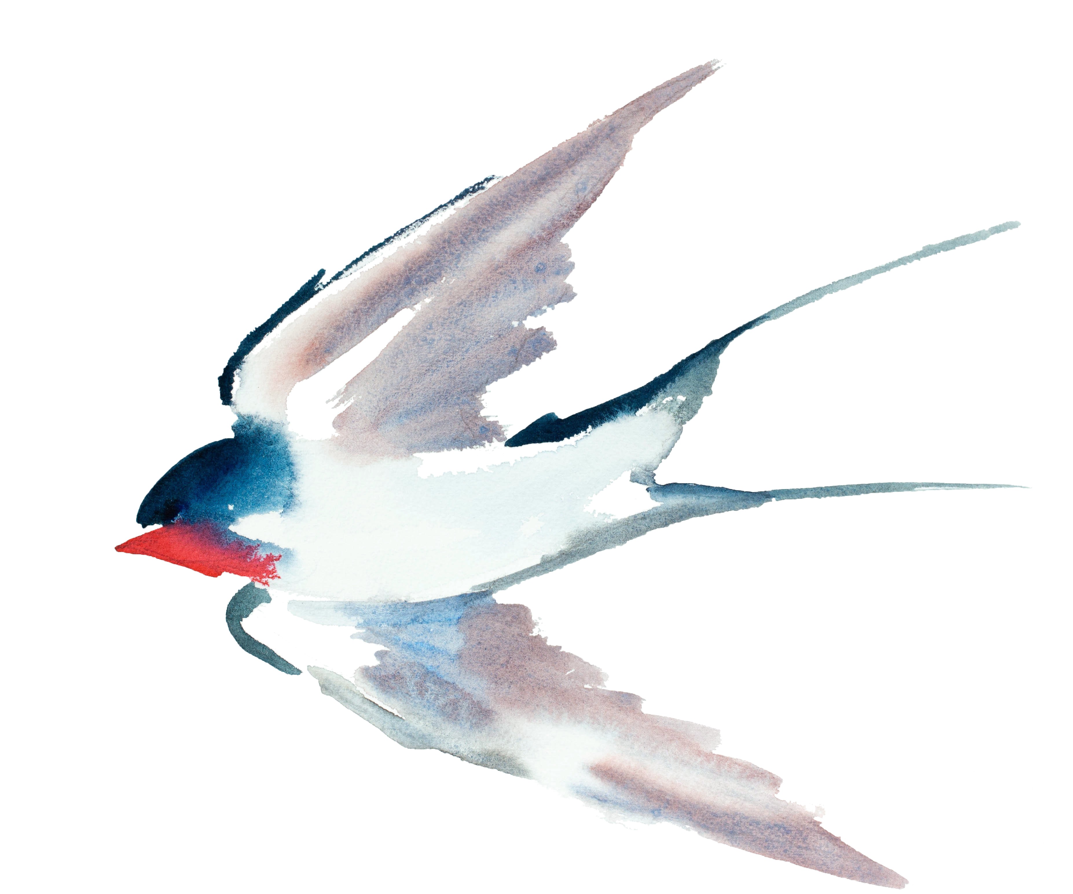 Elizabeth Becker, Swallow No. 37 Elizabeth Becker, Swallow No. 37