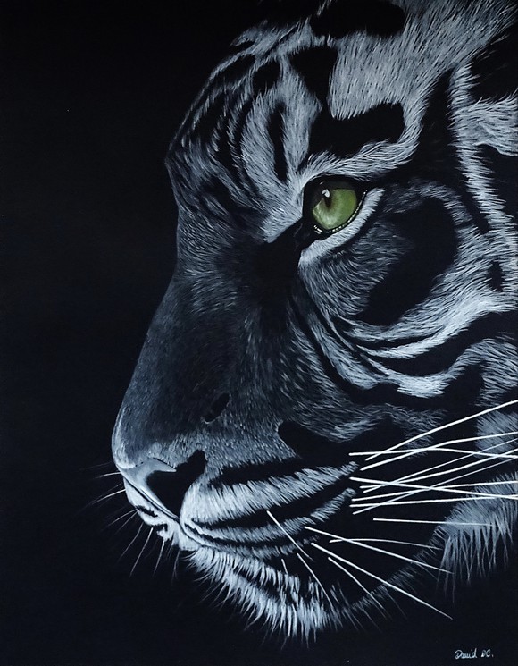 Le Tigre By David Da Costa Fine Art Drawings Artsper
