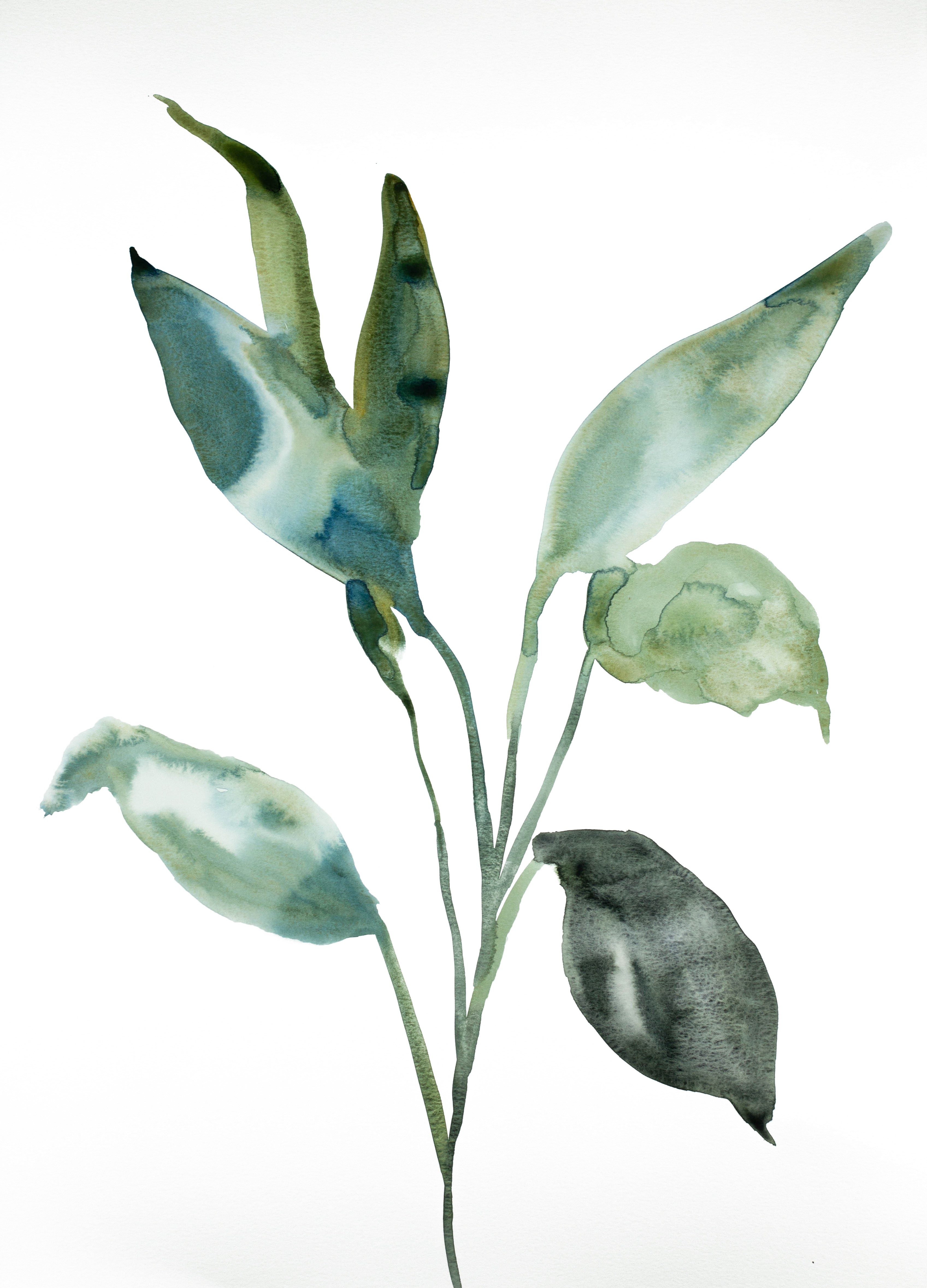 Elizabeth Becker, Plant Study No. 97 Elizabeth Becker, Plant Study No. 97