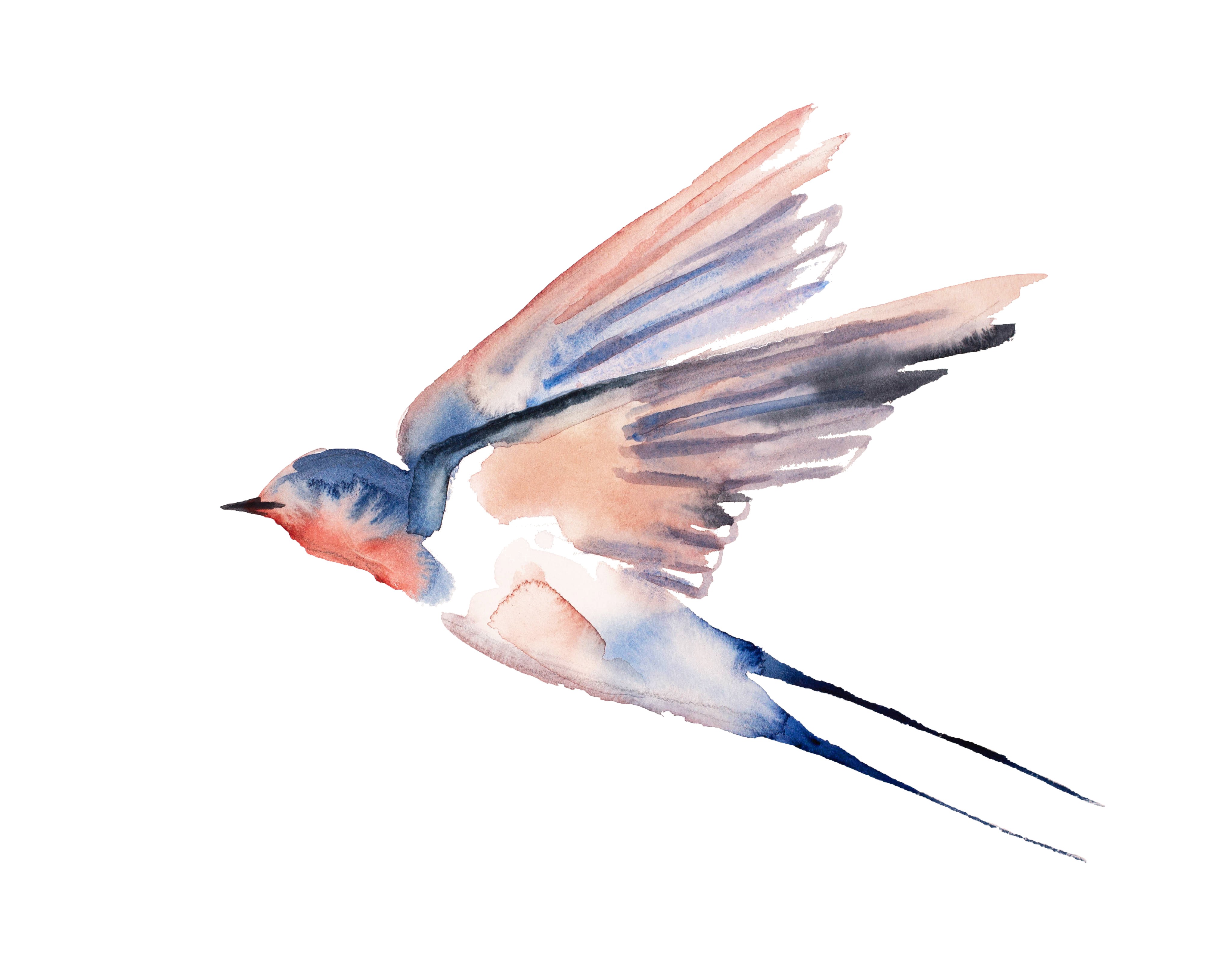 Elizabeth Becker, Swallow No. 49 Elizabeth Becker, Swallow No. 49