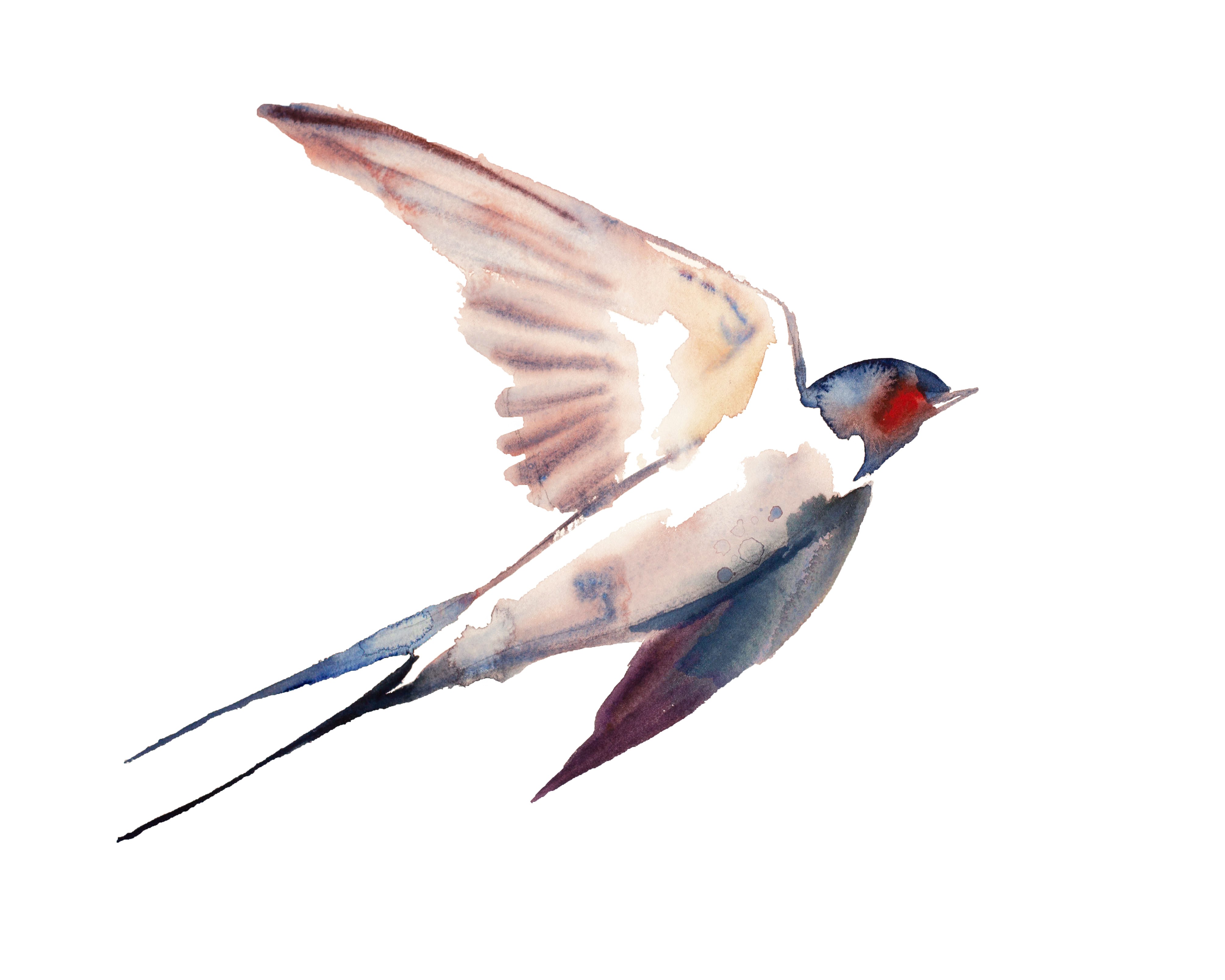 Elizabeth Becker, Swallow No. 50 Elizabeth Becker, Swallow No. 50