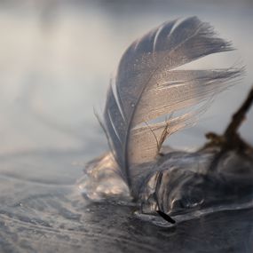 Photographie, Séduisante, Dominique Jullien