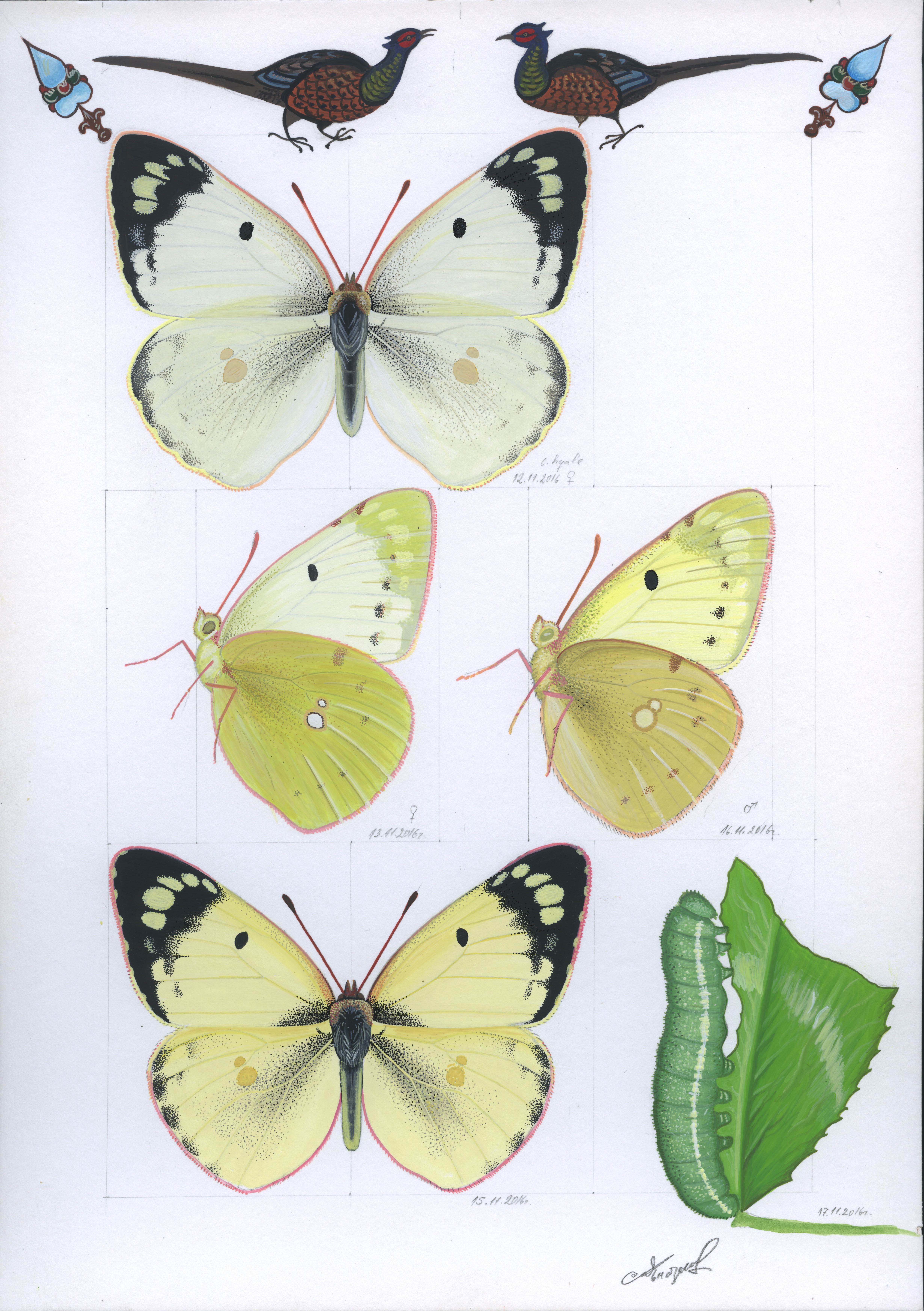 Lyuben Domozetski, Pale clouded yellow (Colias hyale) Lyuben Domozetski, Pale clouded yellow (Colias hyale)