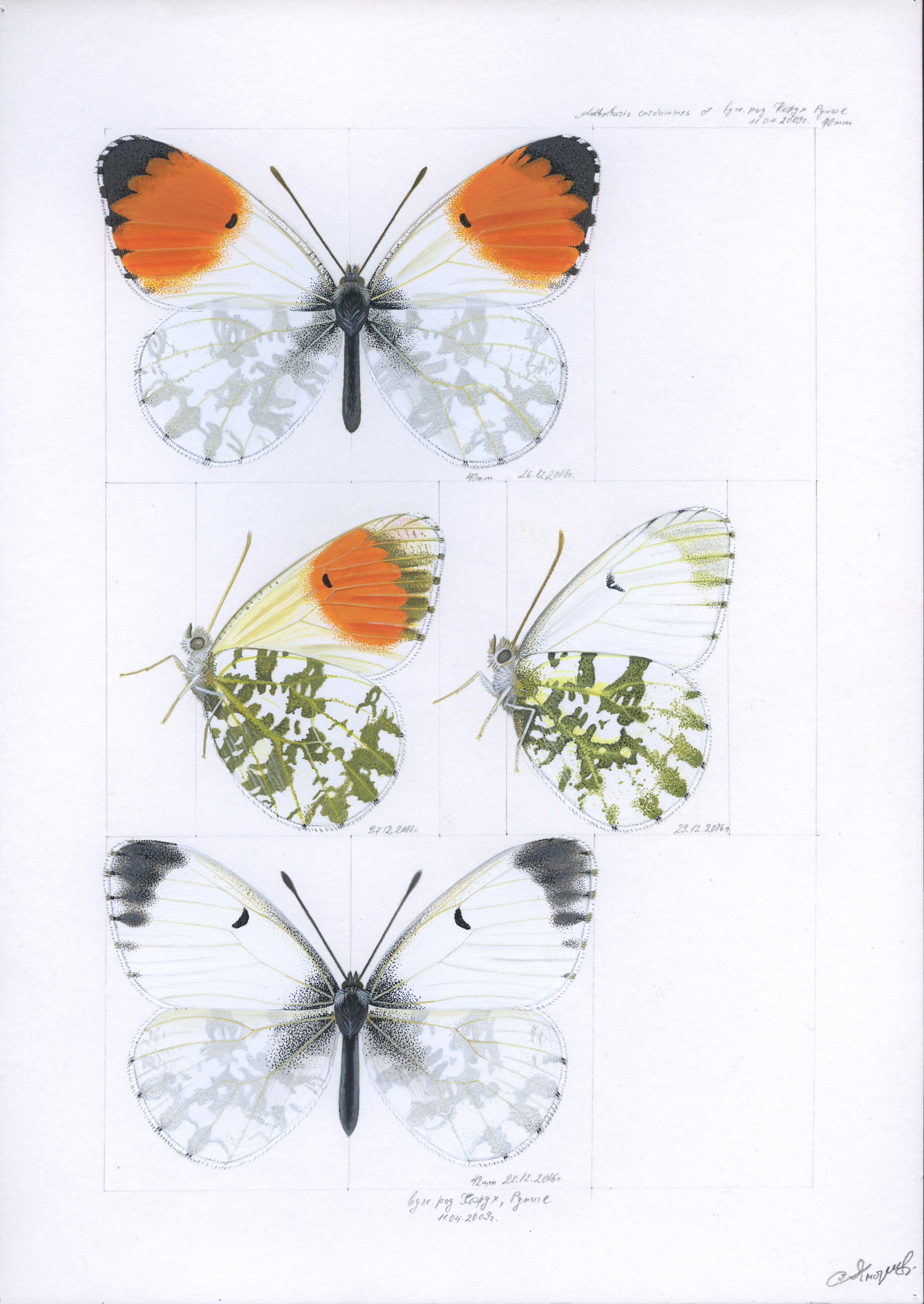 Lyuben Domozetski, Orange tip (Anthocharis cardamines) Lyuben Domozetski, Orange tip (Anthocharis cardamines)