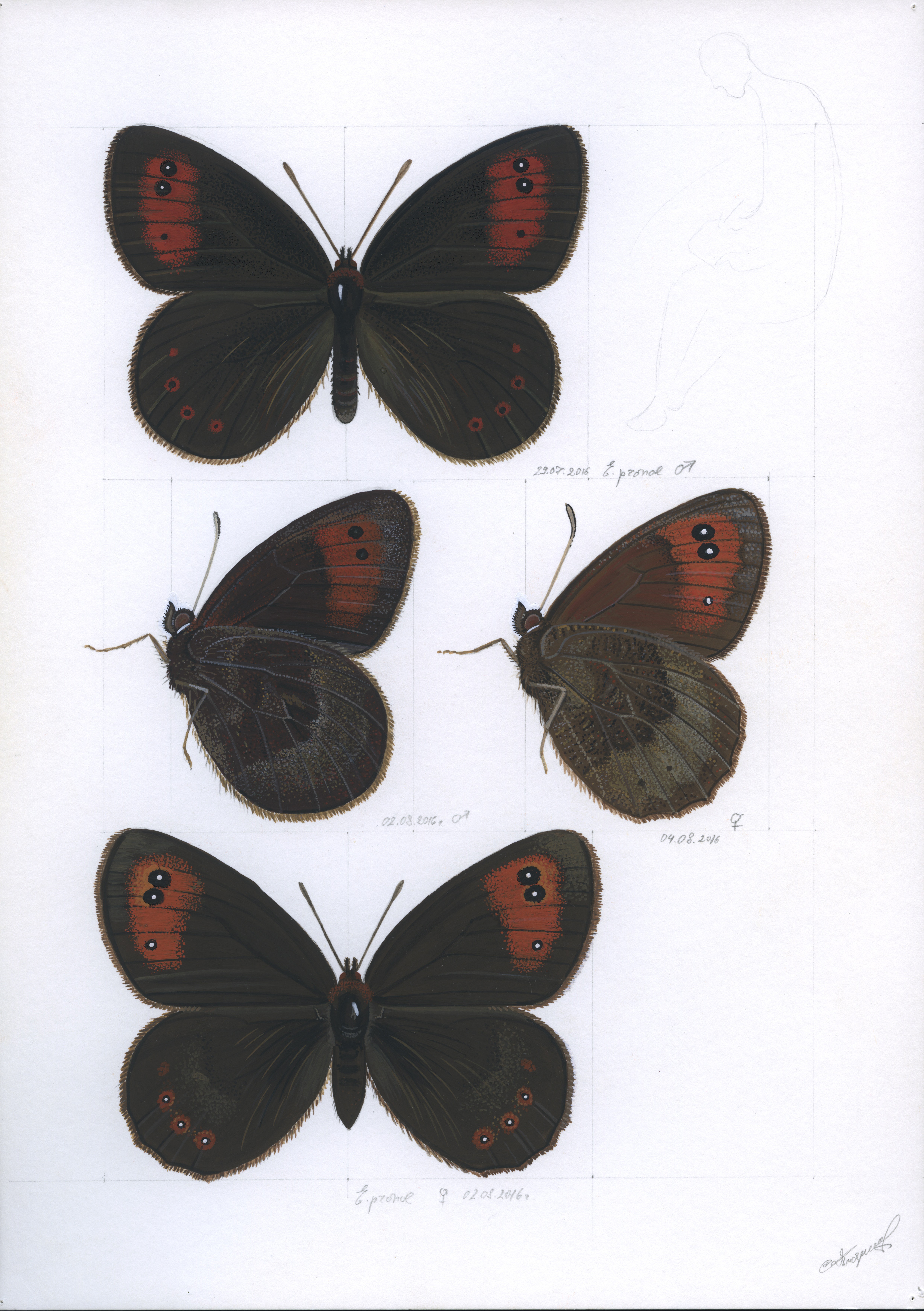 Lyuben Domozetski, Water ringlet (Erebia pronoe) Lyuben Domozetski, Water ringlet (Erebia pronoe)