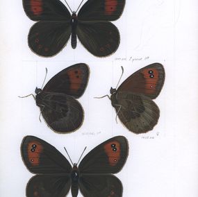 Peinture, Water ringlet (Erebia pronoe), Lyuben Domozetski