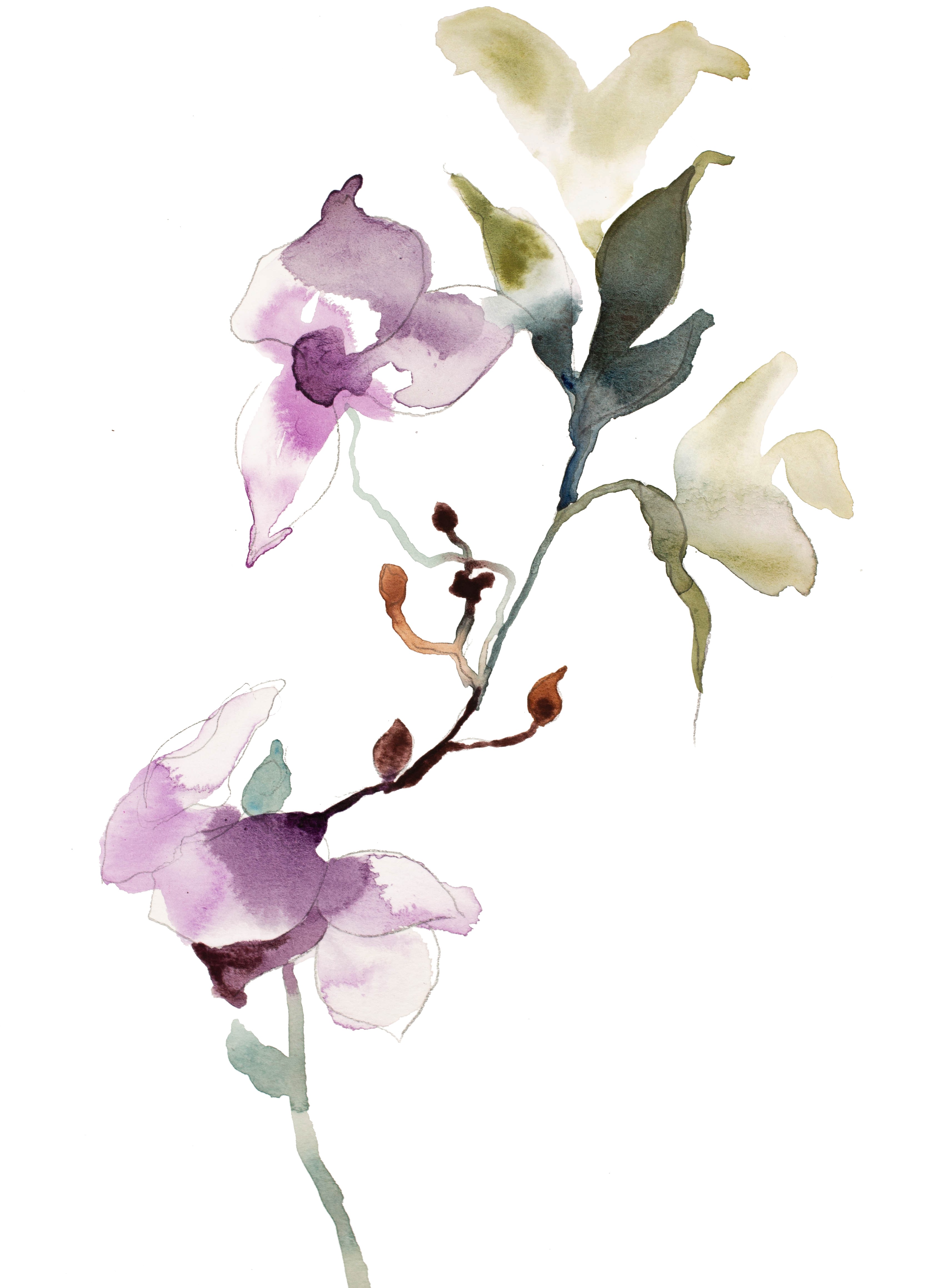 Elizabeth Becker, Orchid No. 7 Elizabeth Becker, Orchid No. 7