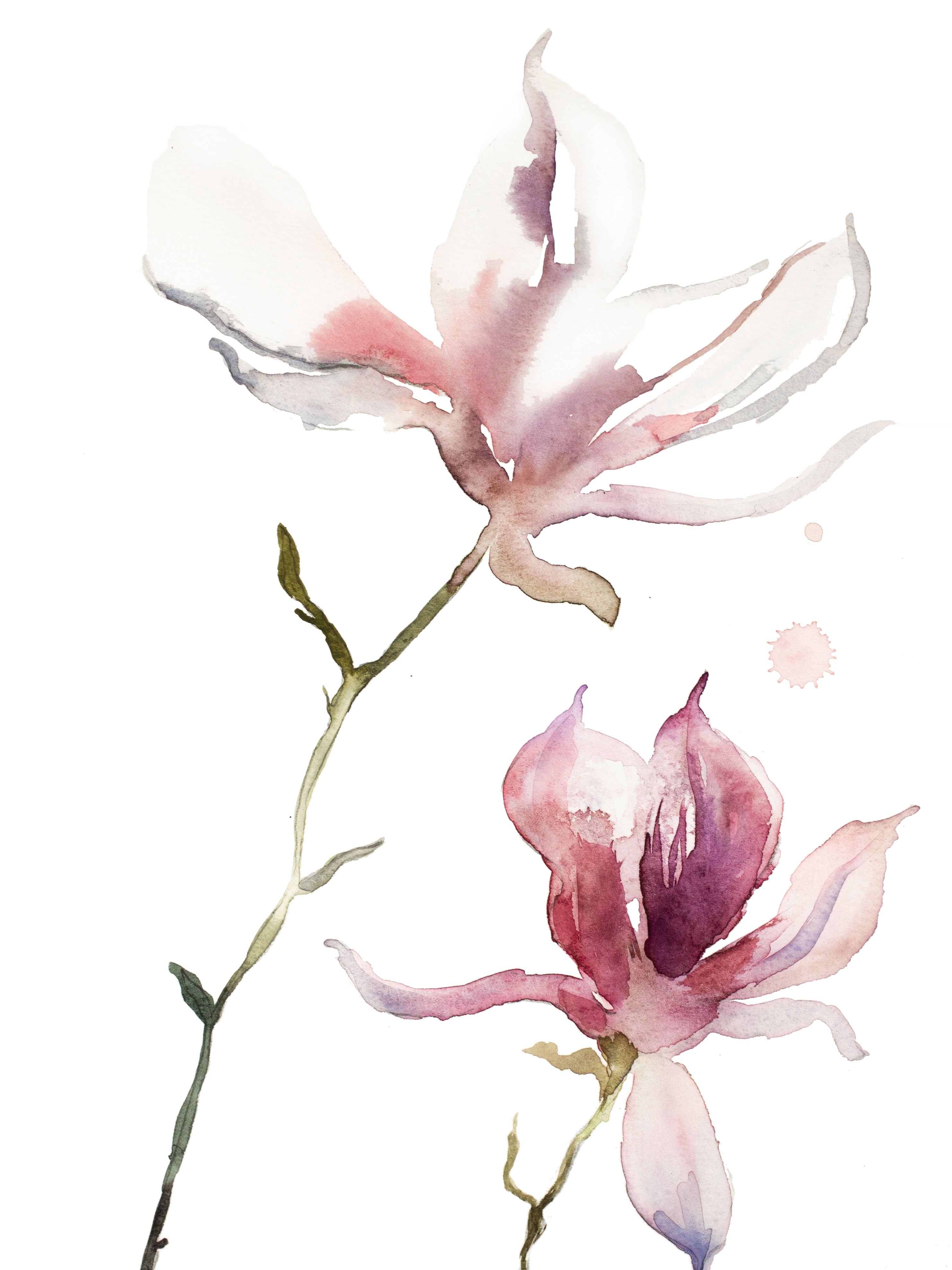 Elizabeth Becker, Magnolia No. 40 Elizabeth Becker, Magnolia No. 40