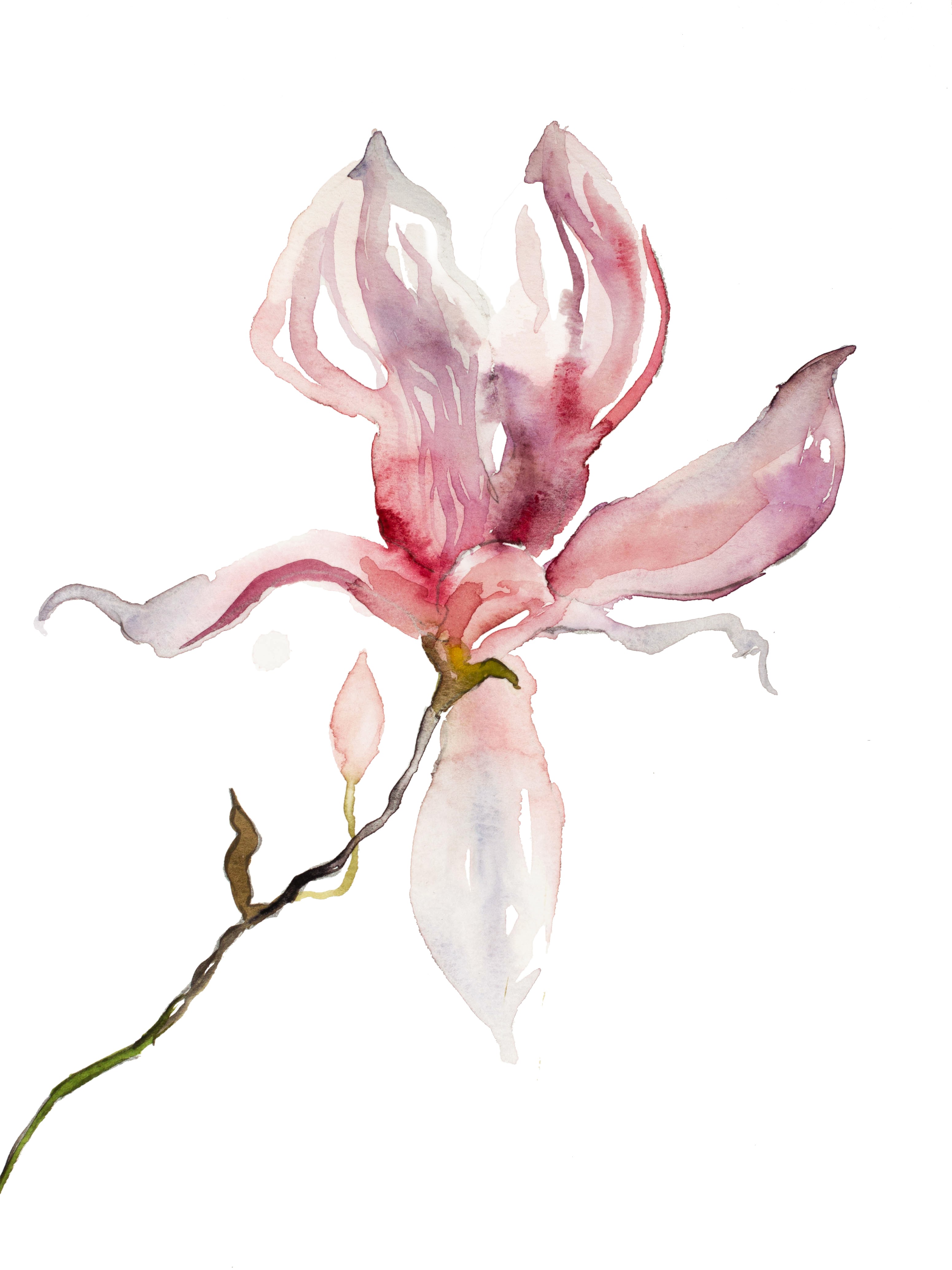 Elizabeth Becker, Magnolia No. 39 Elizabeth Becker, Magnolia No. 39