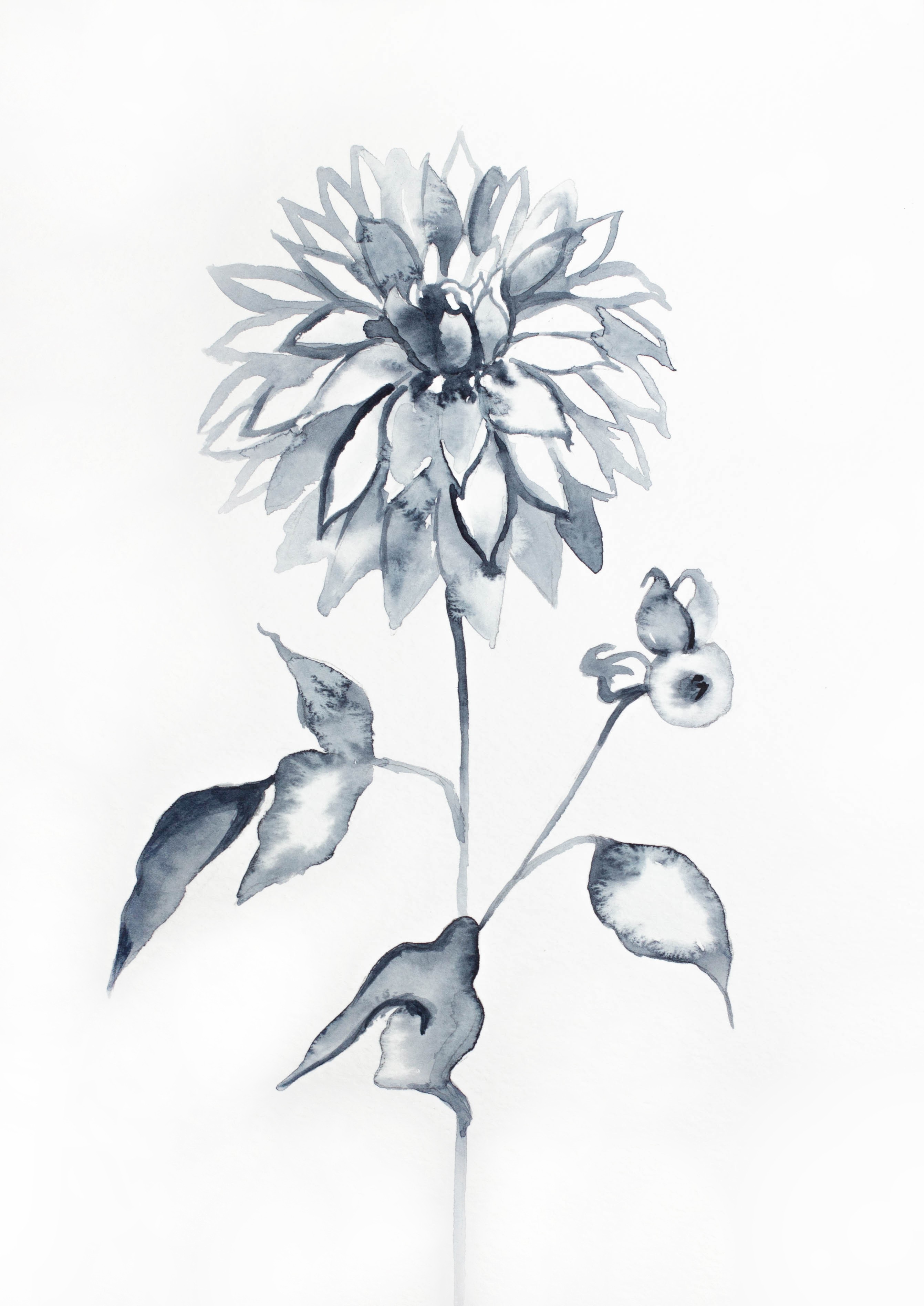 Elizabeth Becker, Dahlia No. 1 Elizabeth Becker, Dahlia No. 1