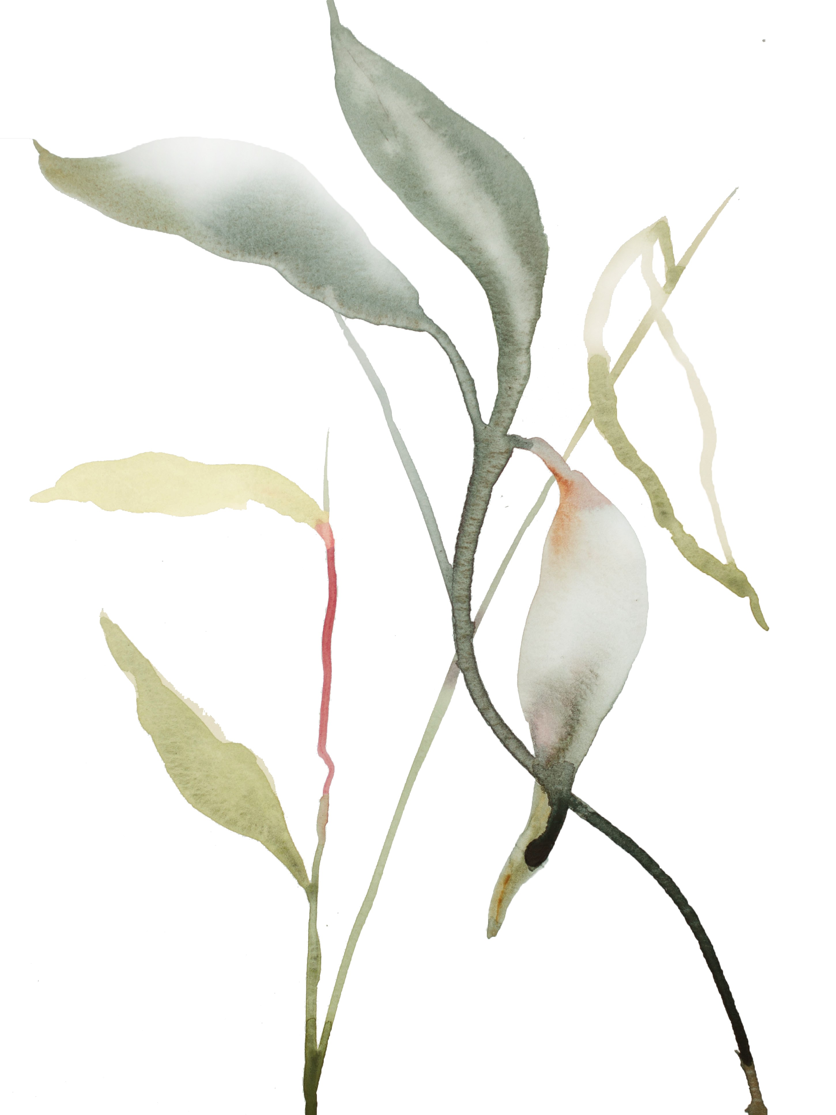 Elizabeth Becker, Plant Study No. 101 Elizabeth Becker, Plant Study No. 101