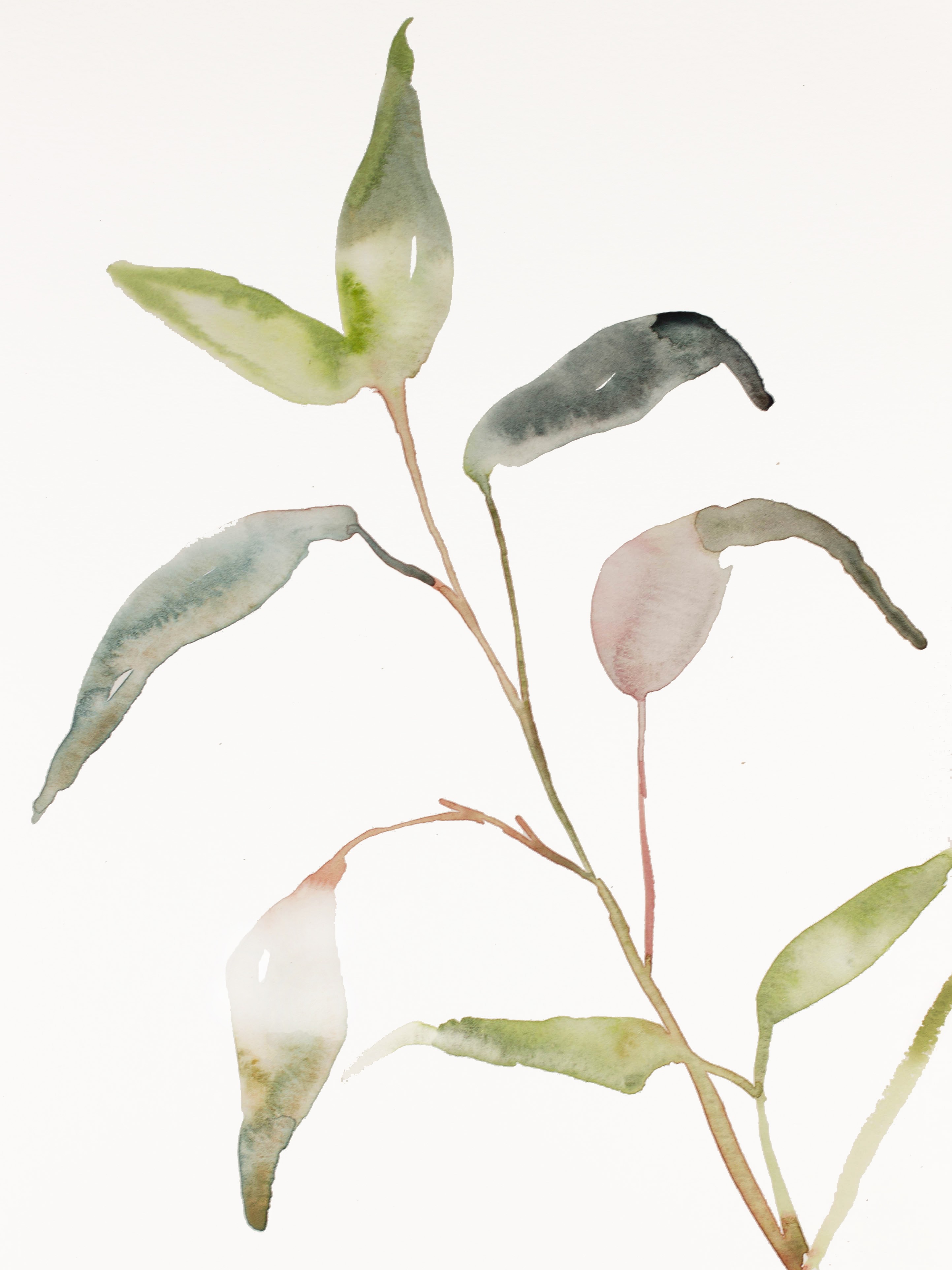 Elizabeth Becker, Plant Study No. 102 Elizabeth Becker, Plant Study No. 102