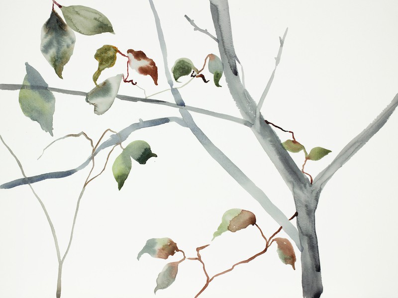 Elizabeth Becker, The Woods No. 115 Elizabeth Becker, The Woods No. 115
