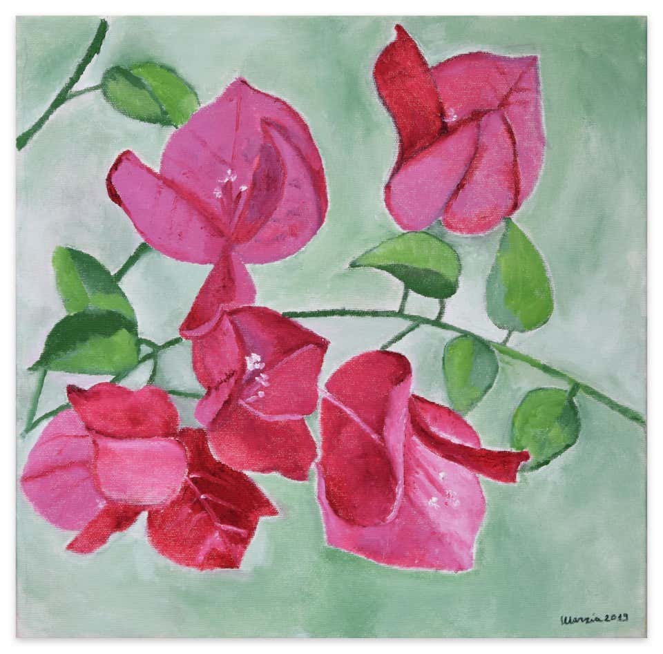 Marzia Trinca, Bouganvillea Marzia Trinca, Bouganvillea