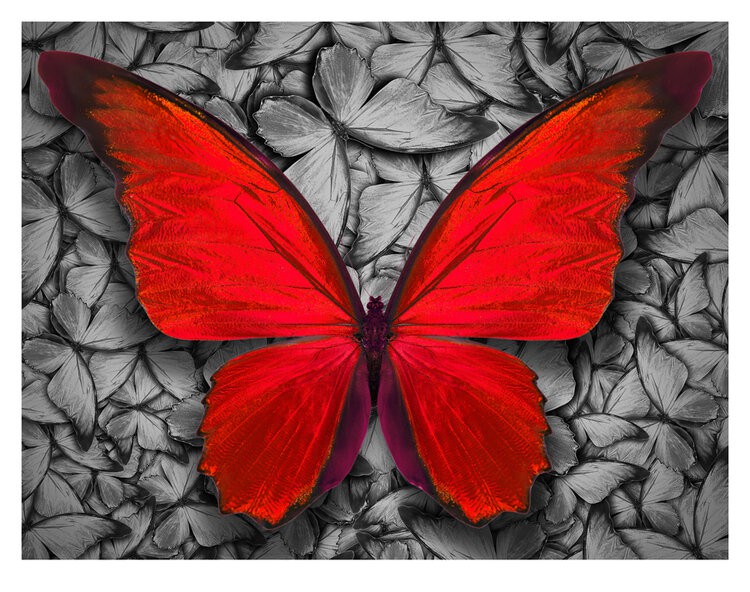 Lars Tunebo, Big Butterfly Lars Tunebo, Big Butterfly