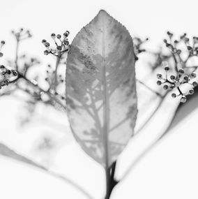 Fotografien, Éclosion, Dominique Jullien