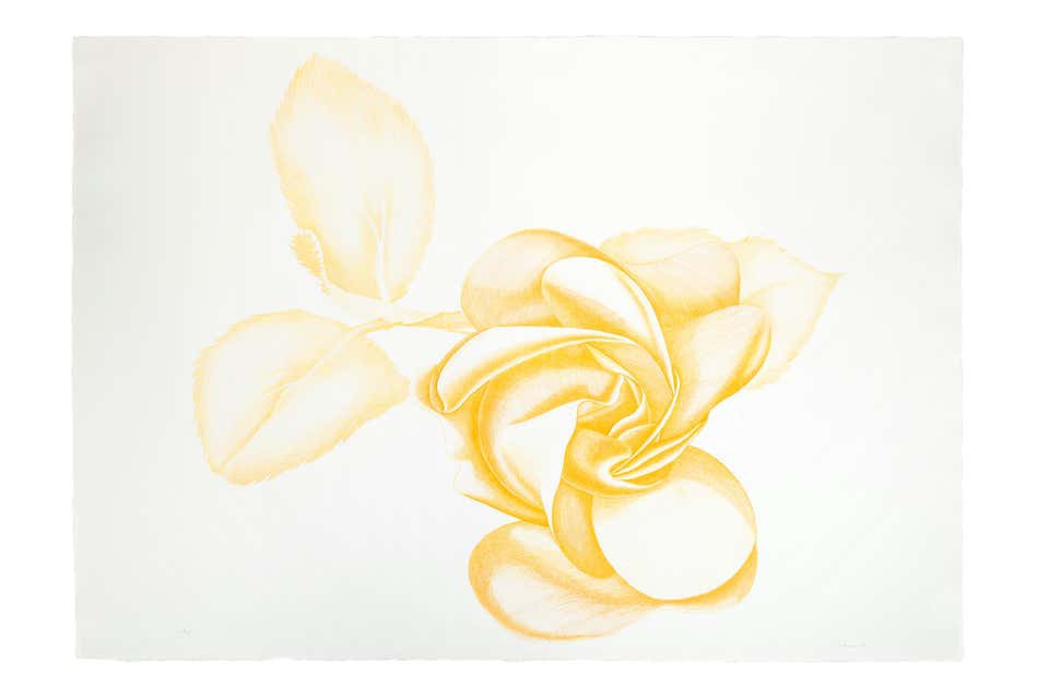 Giacomo Porzano, Yellow Rose Giacomo Porzano, Yellow Rose