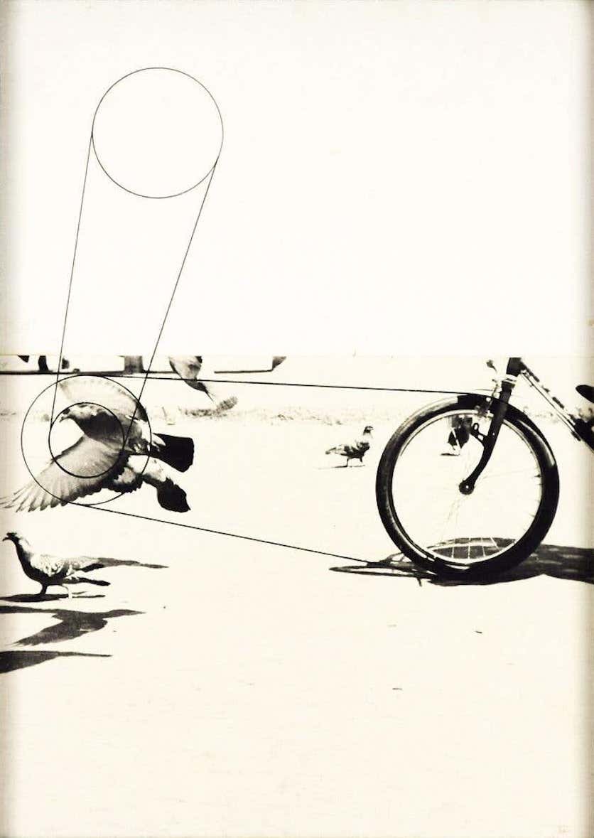 Pino Settanni, Birds Pino Settanni, Birds