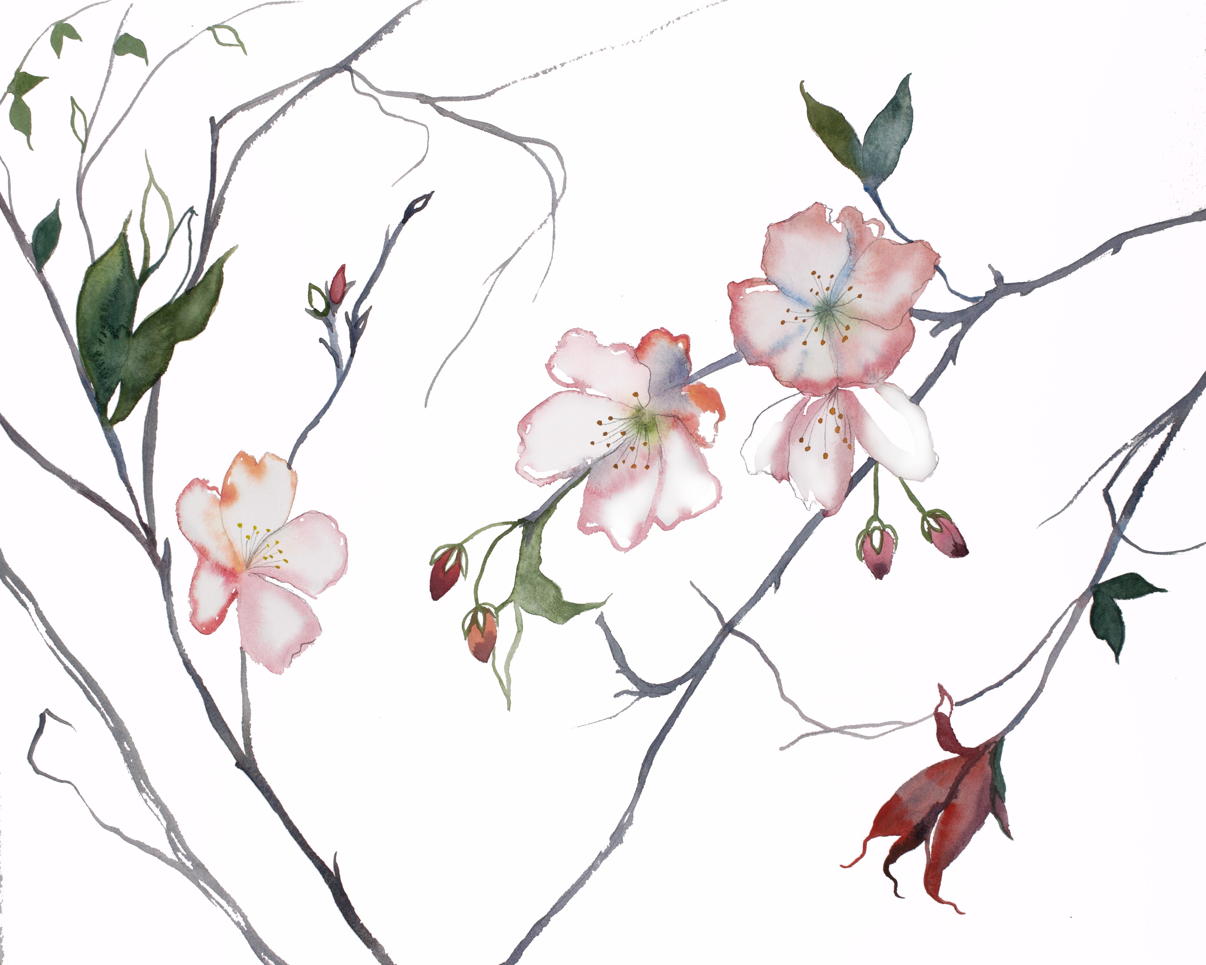 Elizabeth Becker, Cherry Blossom No. 23 Elizabeth Becker, Cherry Blossom No. 23