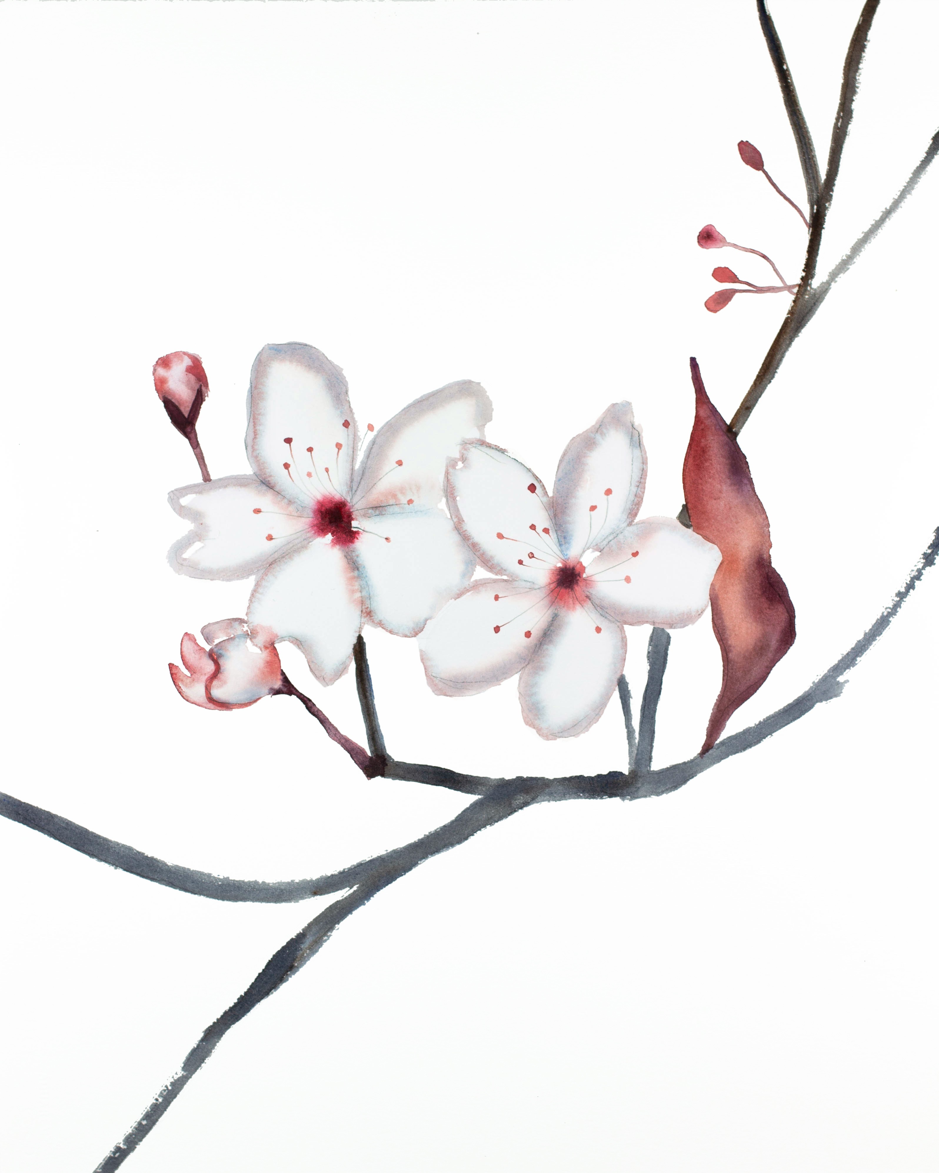 Elizabeth Becker, Cherry Blossom No. 27 Elizabeth Becker, Cherry Blossom No. 27