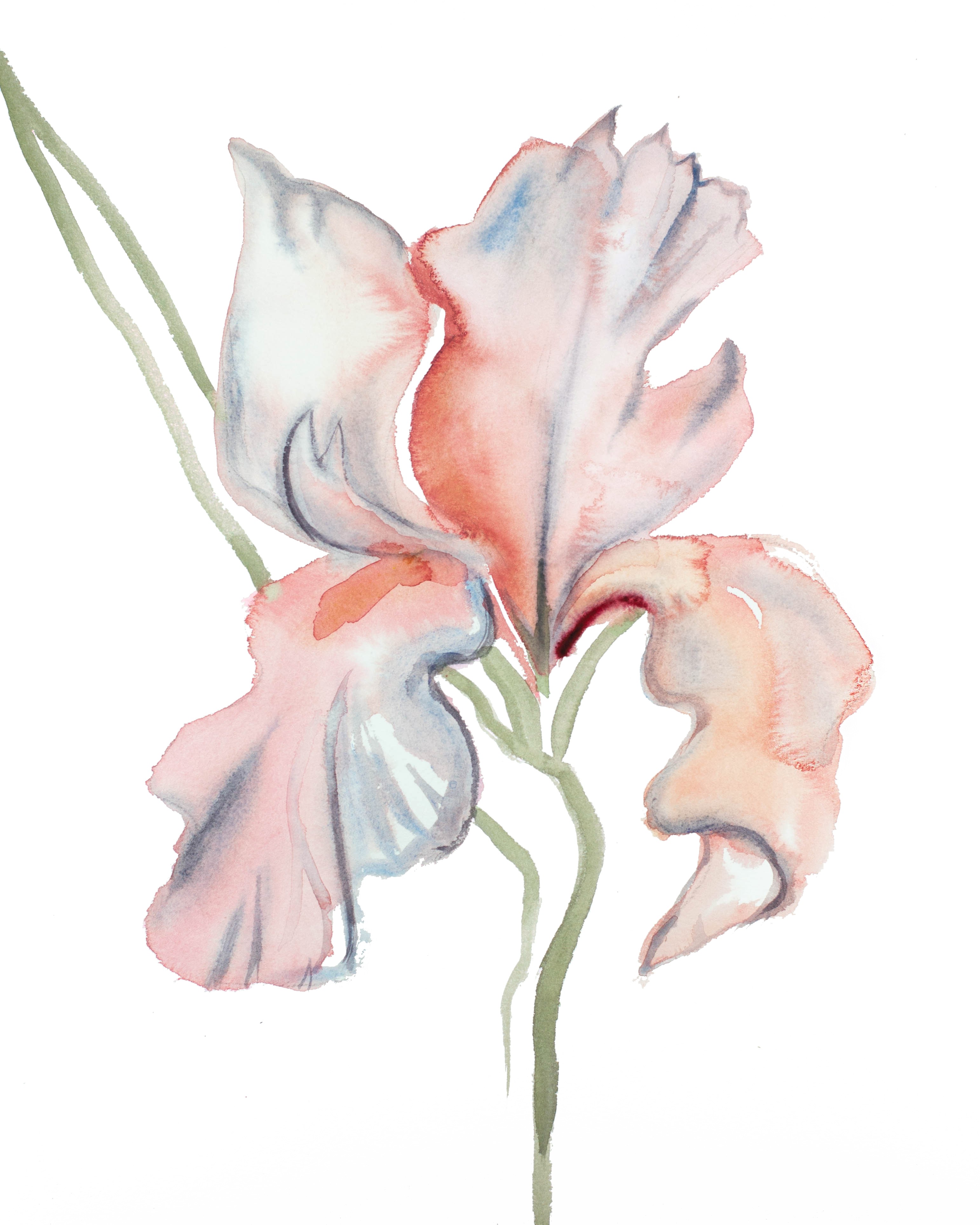 Elizabeth Becker, Iris No. 118 Elizabeth Becker, Iris No. 118