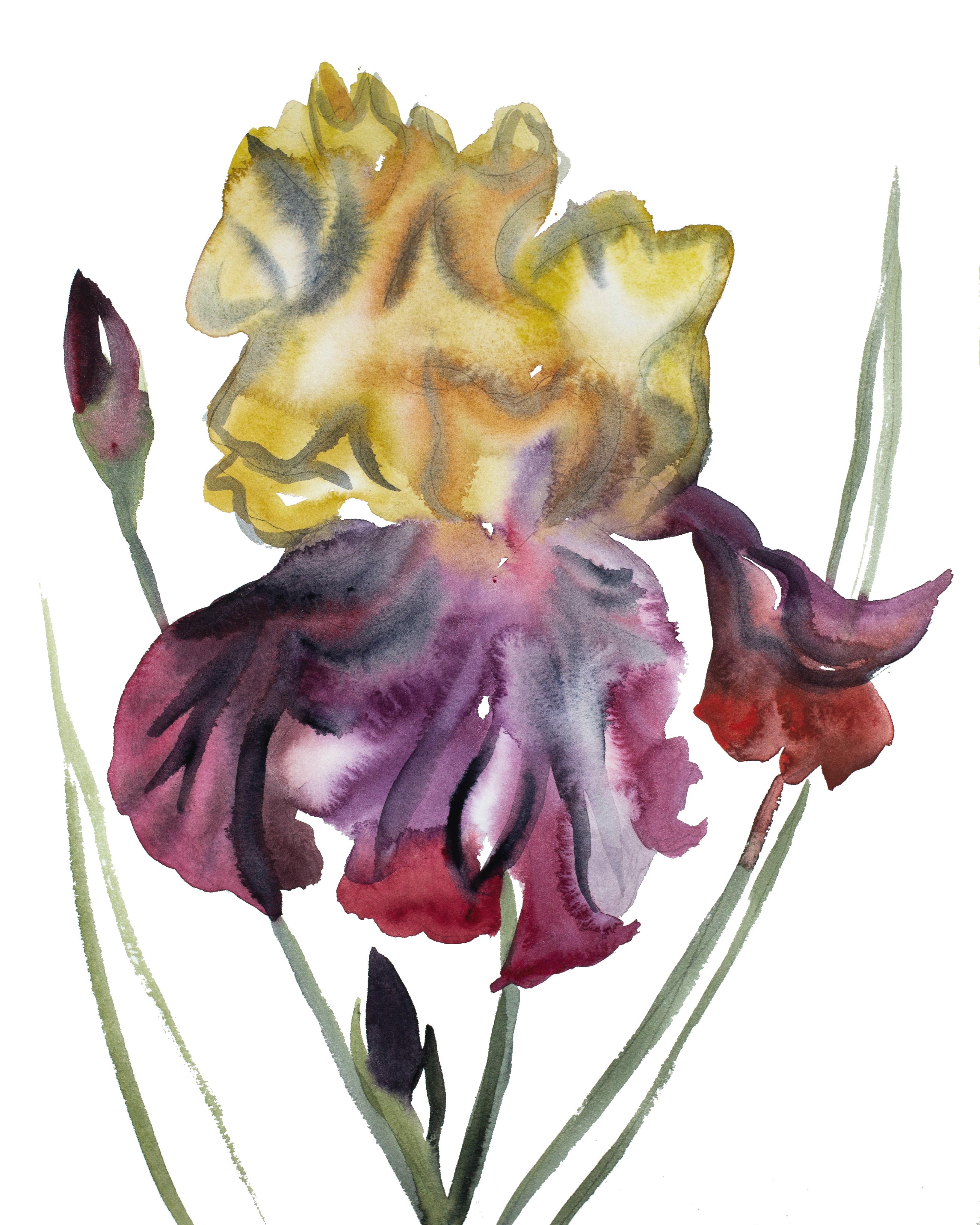 Elizabeth Becker, Iris No. 119 Elizabeth Becker, Iris No. 119
