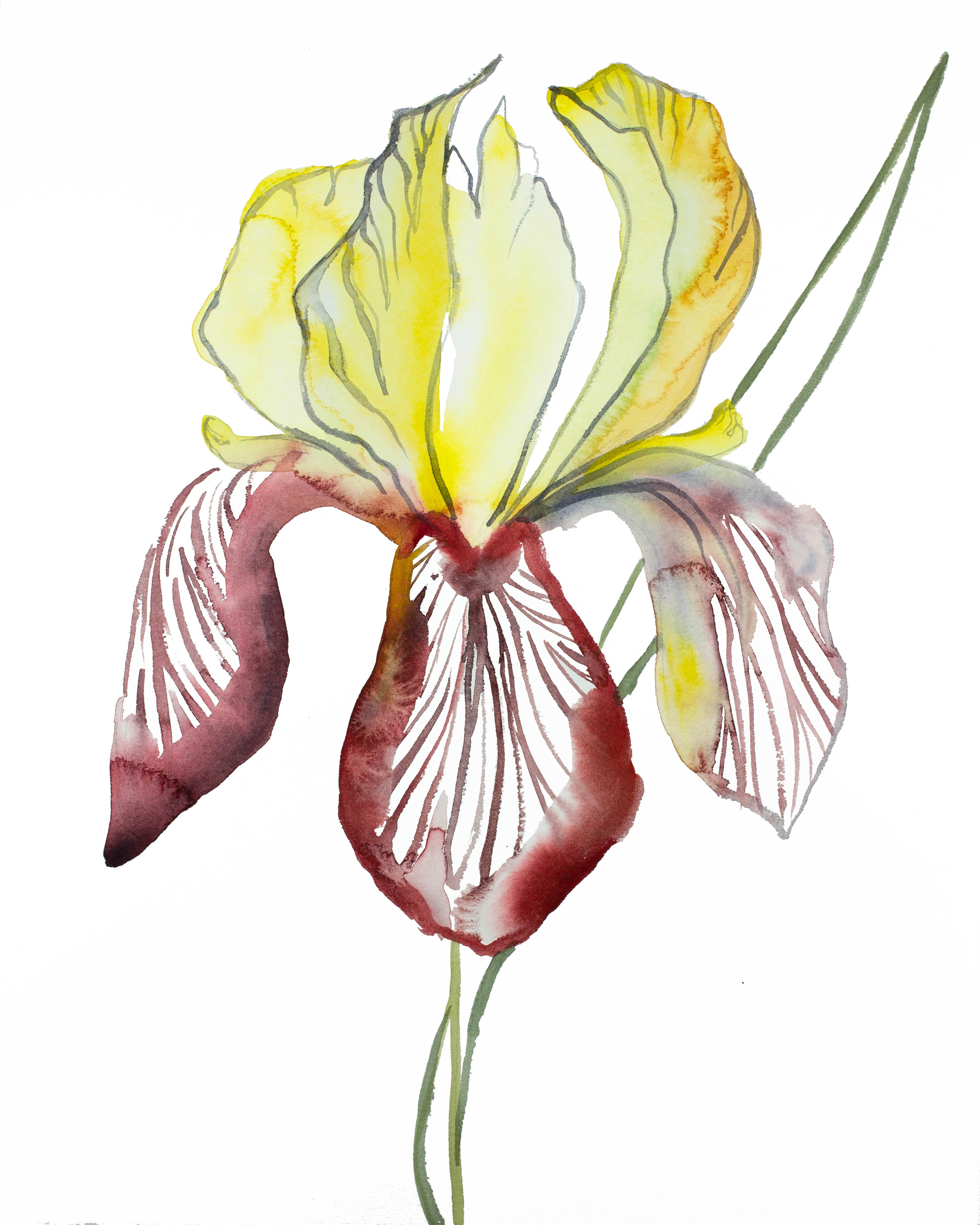 Elizabeth Becker, Iris No. 121 Elizabeth Becker, Iris No. 121