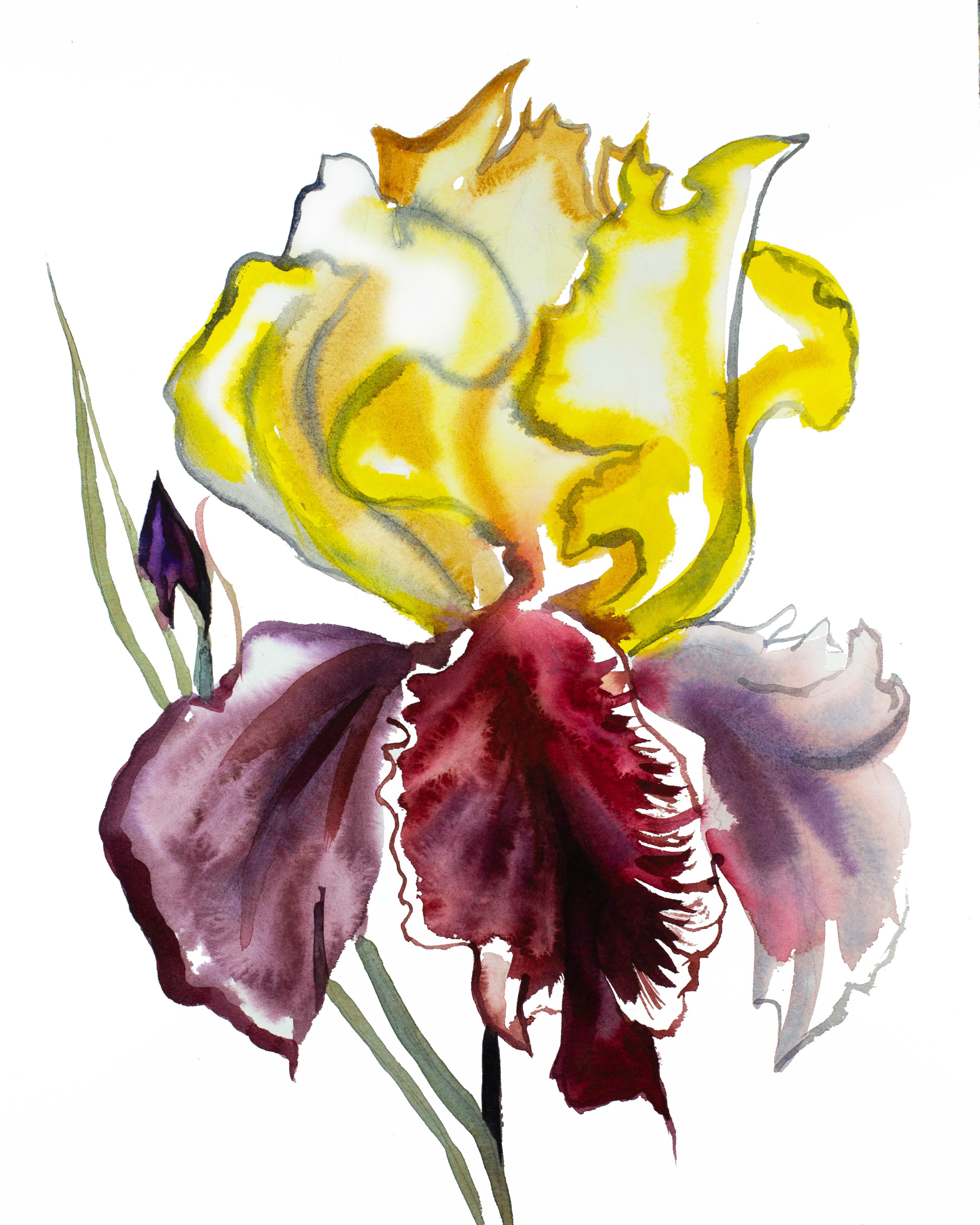 Elizabeth Becker, Iris No. 122 Elizabeth Becker, Iris No. 122