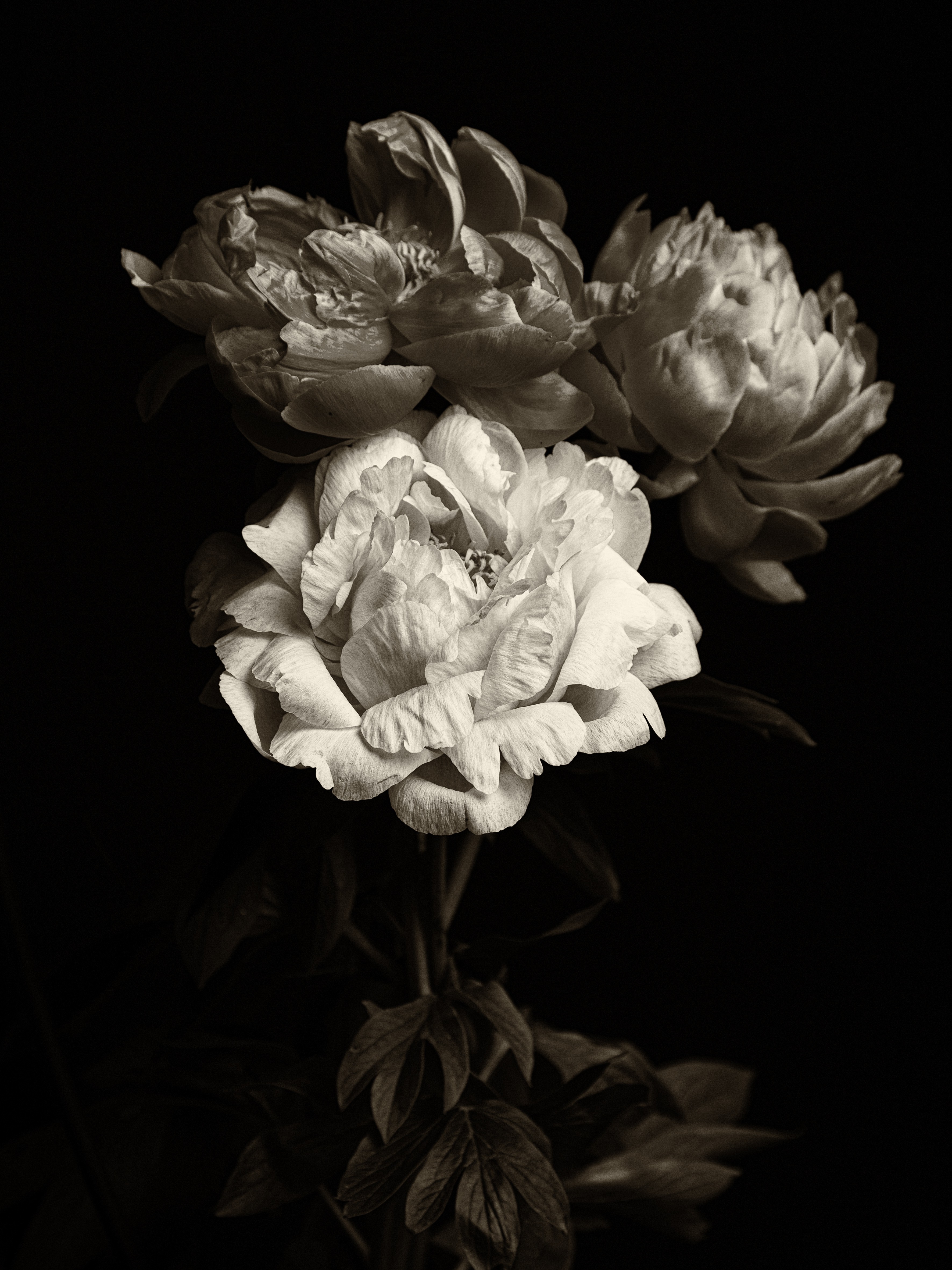 Sébastien Chauchot, Pivoines 2 Sébastien Chauchot, Pivoines 2