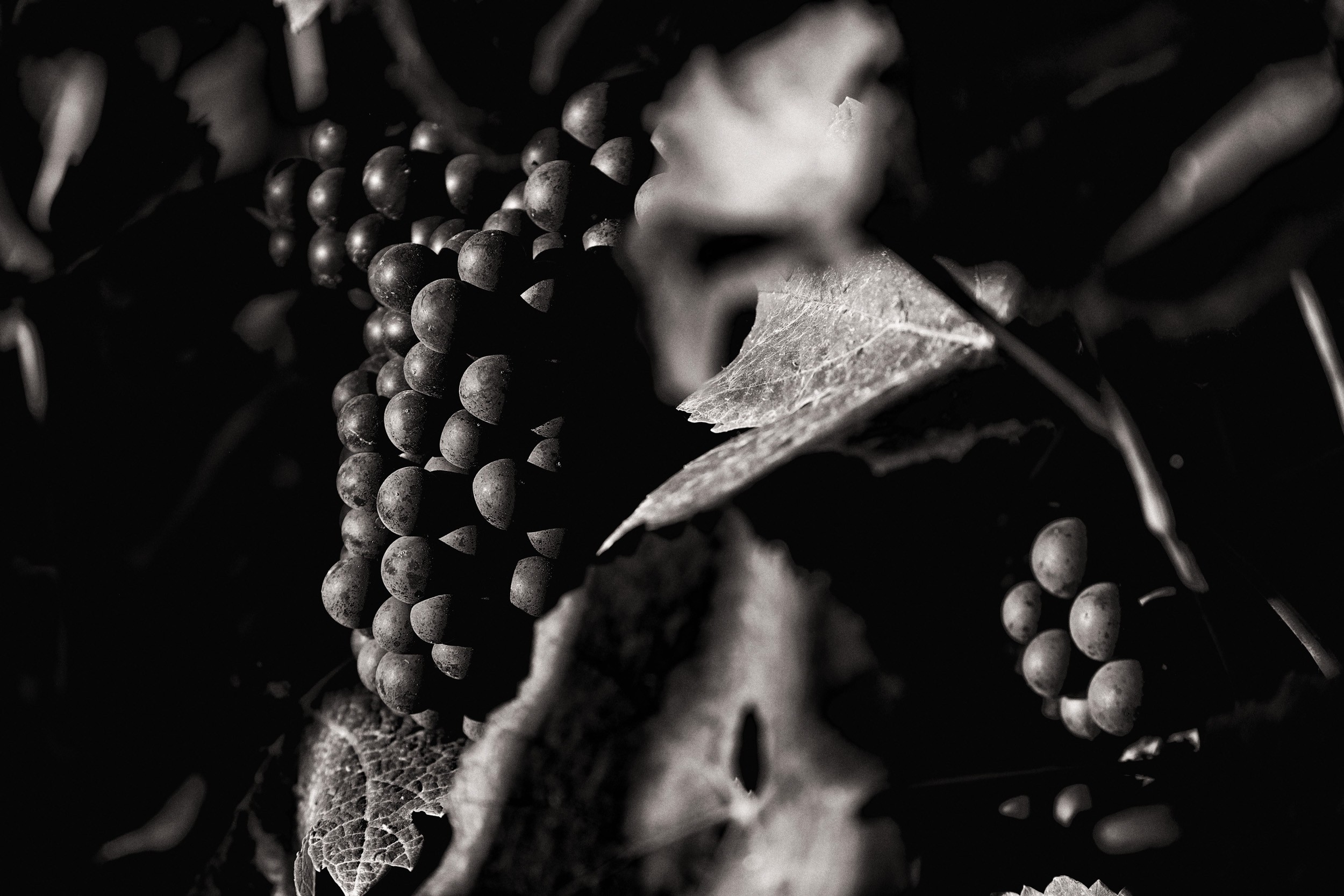 Sébastien Chauchot, Pinot Meunier Sébastien Chauchot, Pinot Meunier