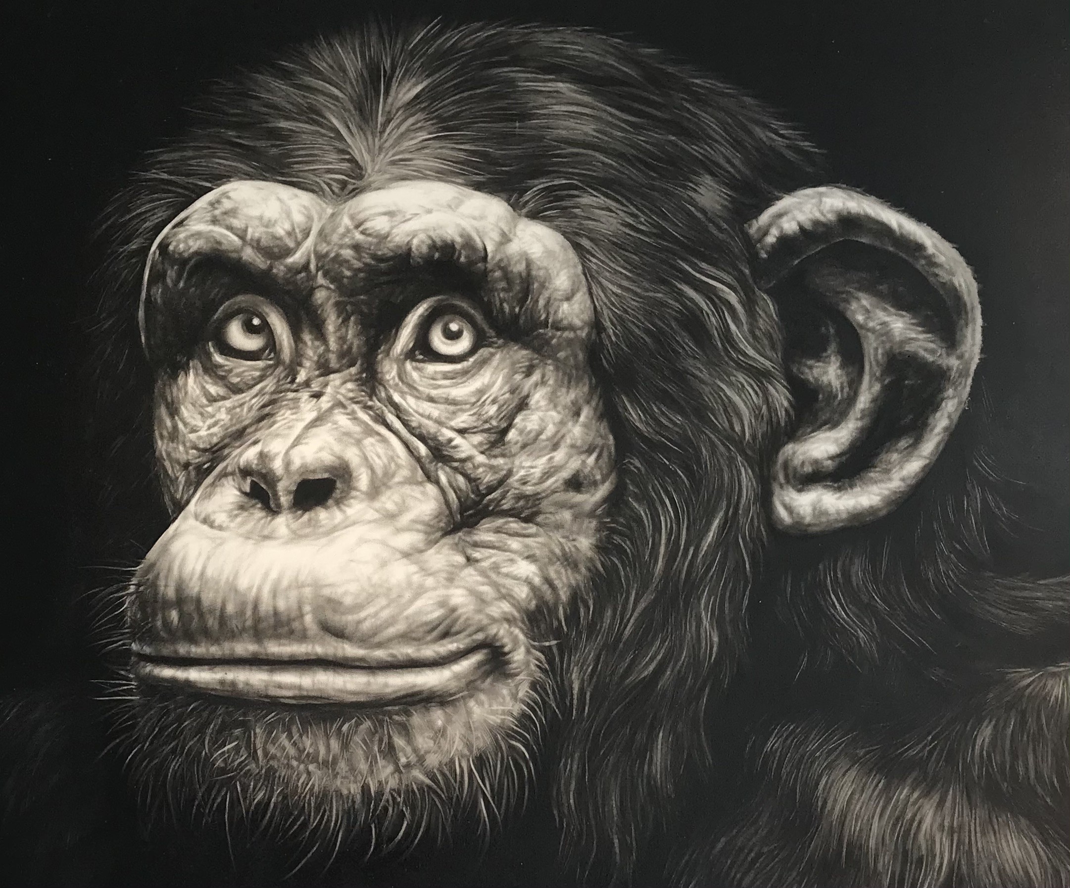 Keith O'Connor, Chimpanzé Keith O'Connor, Chimpanzé