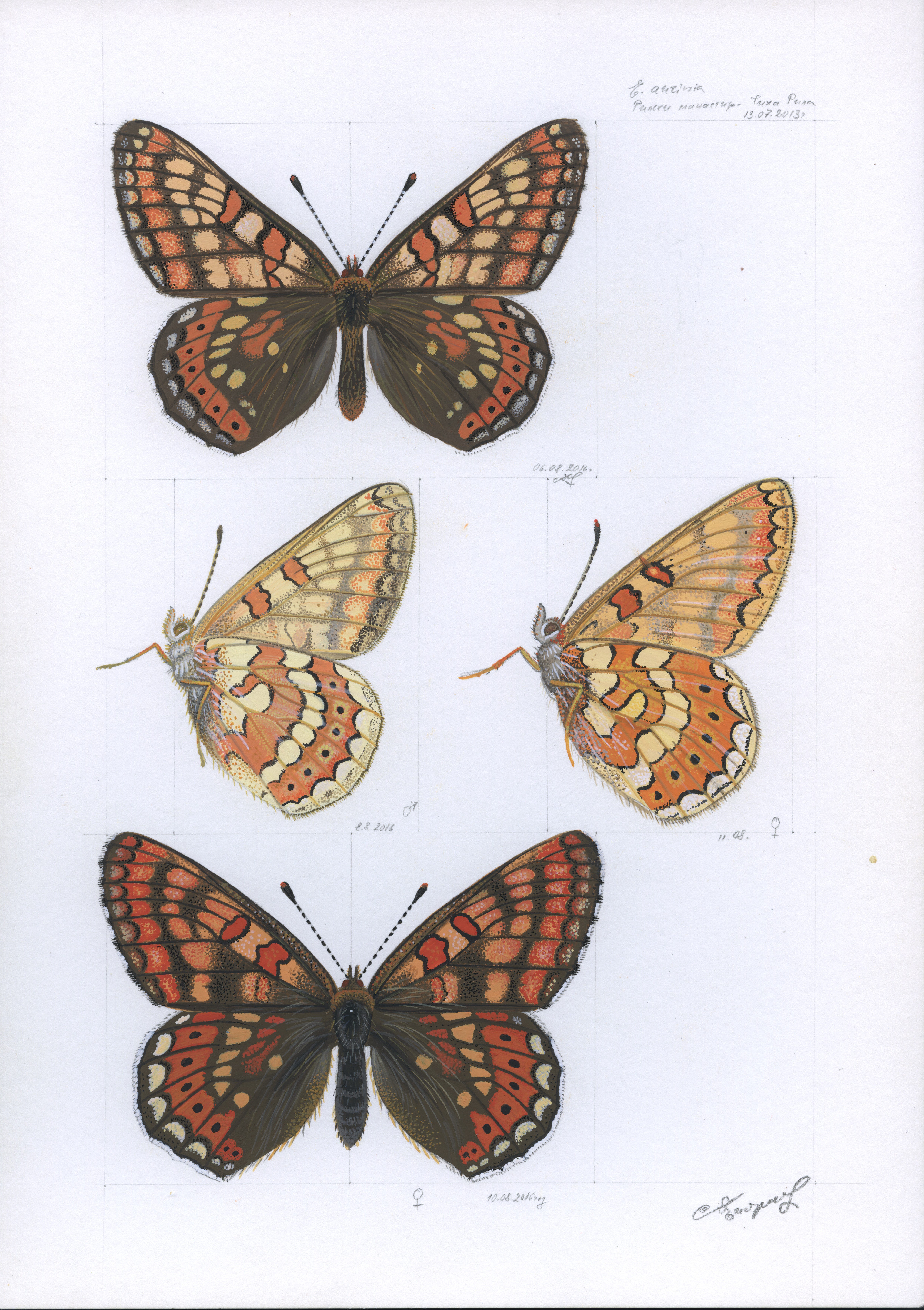 Lyuben Domozetski, Marsh fritillary (Euphydryas aurinia) Lyuben Domozetski, Marsh fritillary (Euphydryas aurinia)