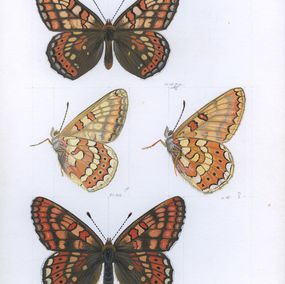 Gemälde, Marsh fritillary (Euphydryas aurinia), Lyuben Domozetski