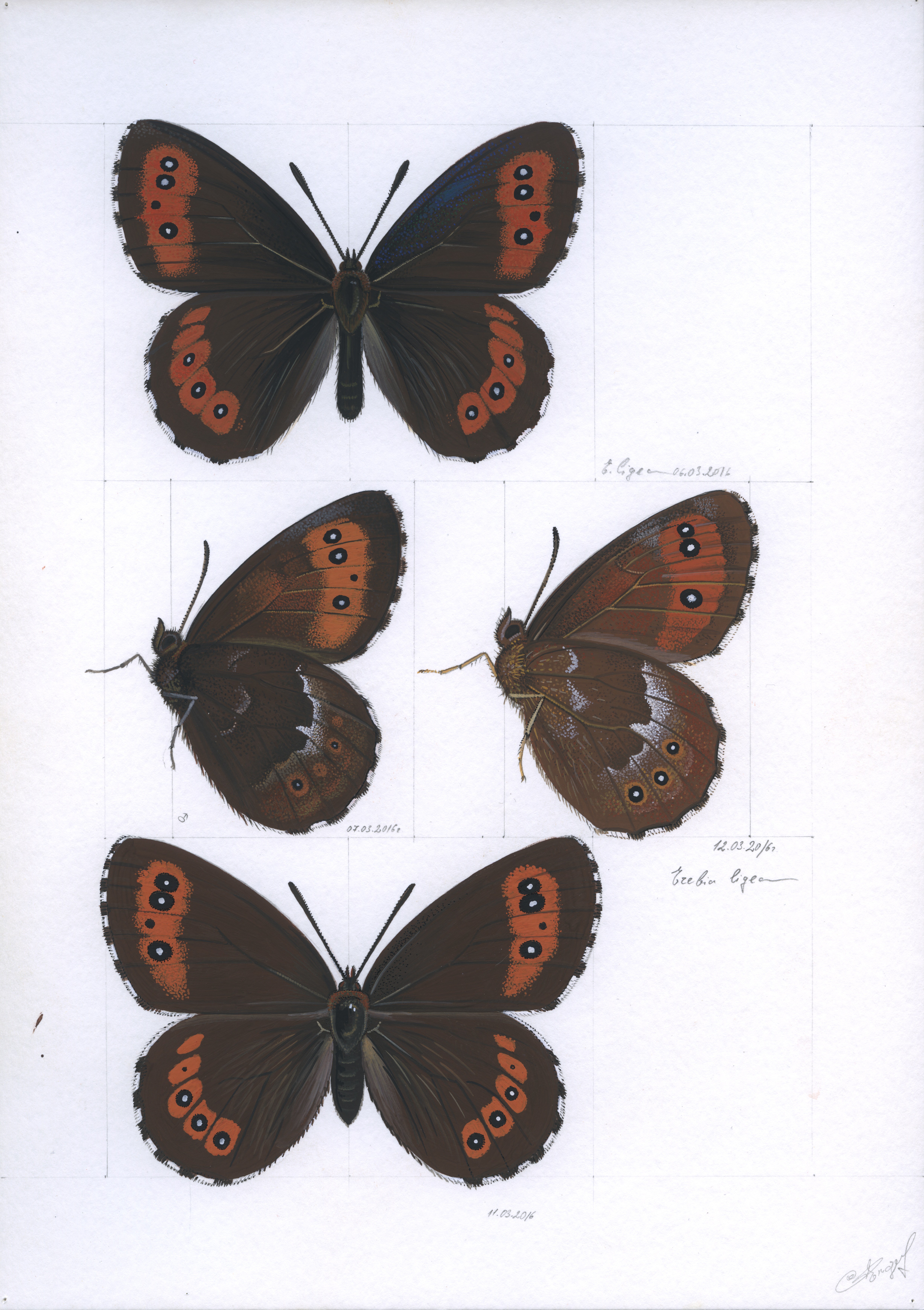 Lyuben Domozetski, Arran brown (Erebia ligea) Lyuben Domozetski, Arran brown (Erebia ligea)