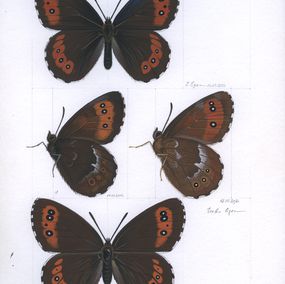 Peinture, Arran brown (Erebia ligea), Lyuben Domozetski