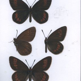 Gemälde, Bulgarian ringlet (Erebia orientalis), Lyuben Domozetski
