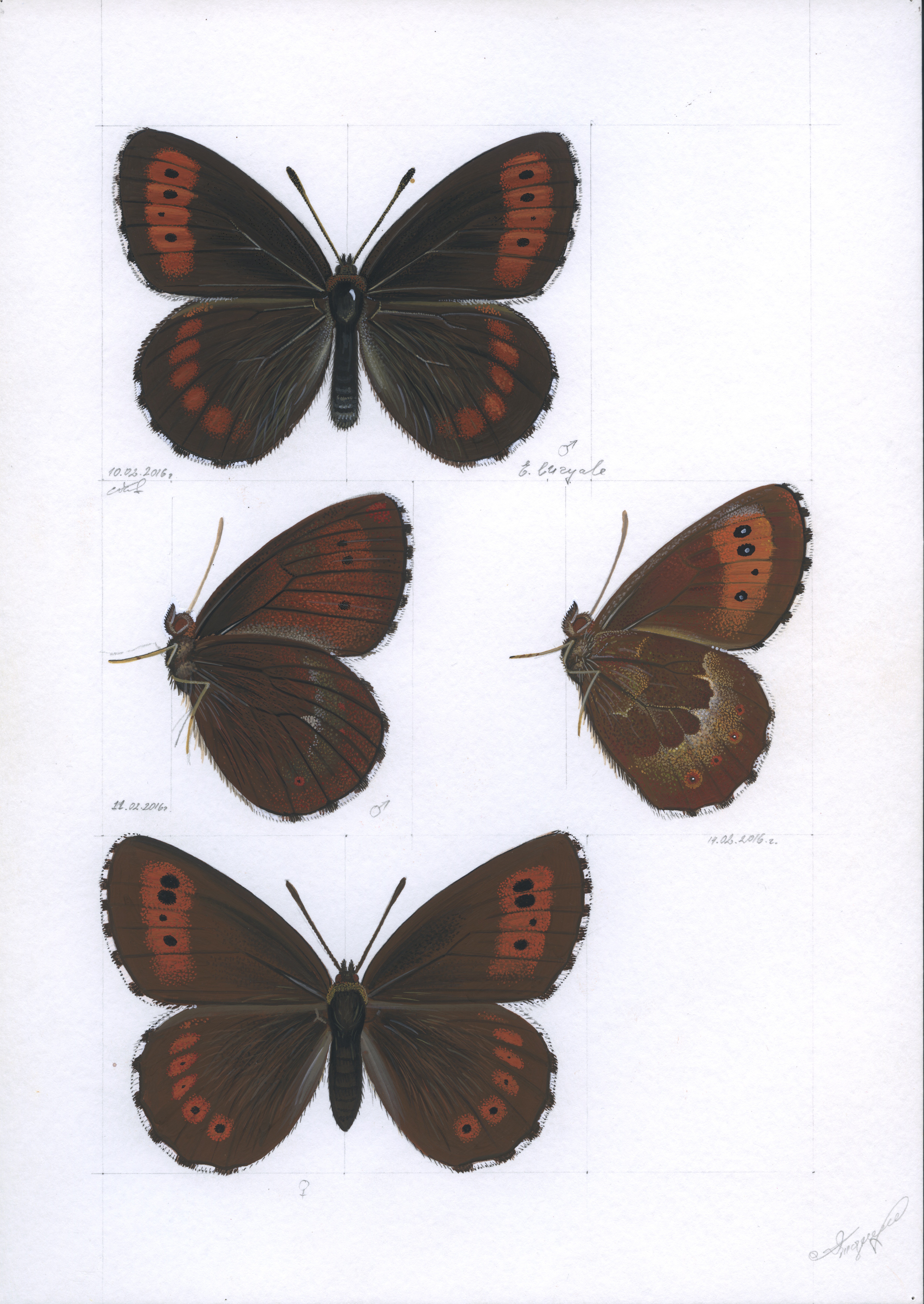 Lyuben Domozetski, Large ringlet (Erebia euryale) Lyuben Domozetski, Large ringlet (Erebia euryale)
