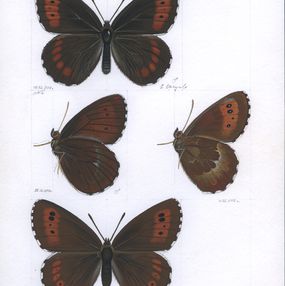 Peinture, Large ringlet (Erebia euryale), Lyuben Domozetski