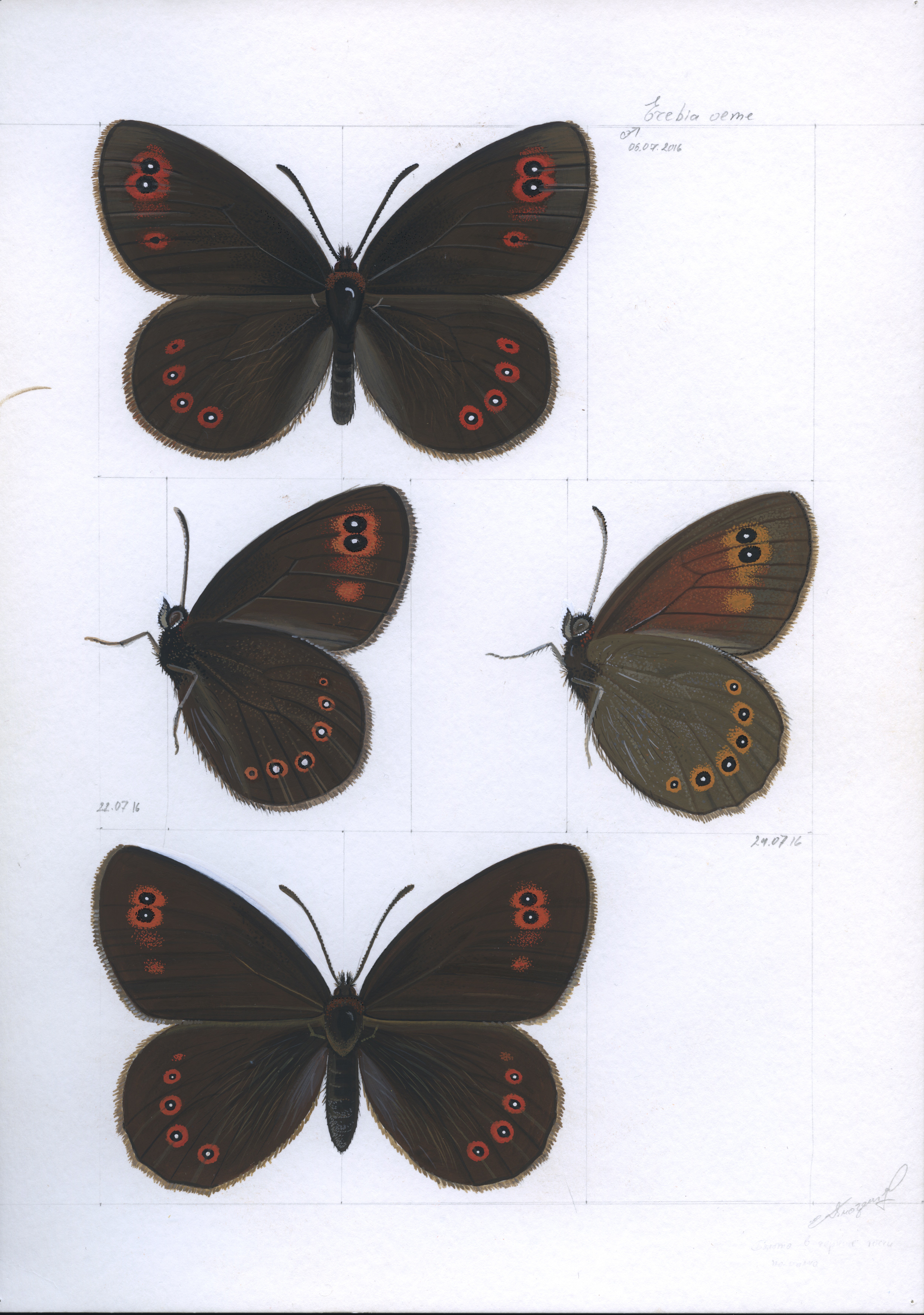 Lyuben Domozetski, Bright eyed ringlet (Erebia oeme) Lyuben Domozetski, Bright eyed ringlet (Erebia oeme)