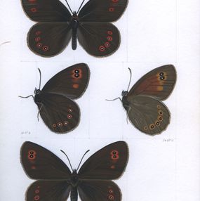 Gemälde, Bright eyed ringlet (Erebia oeme), Lyuben Domozetski