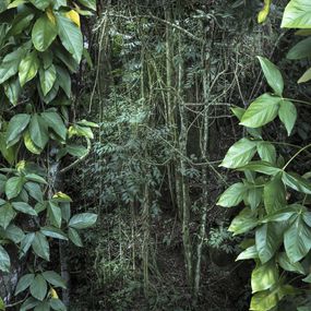 Photographie, Vert II, Daniel Mansur