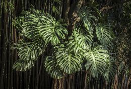 Photography, In Paradisum #16, Rainforest, Brazil, Daniel Mansur